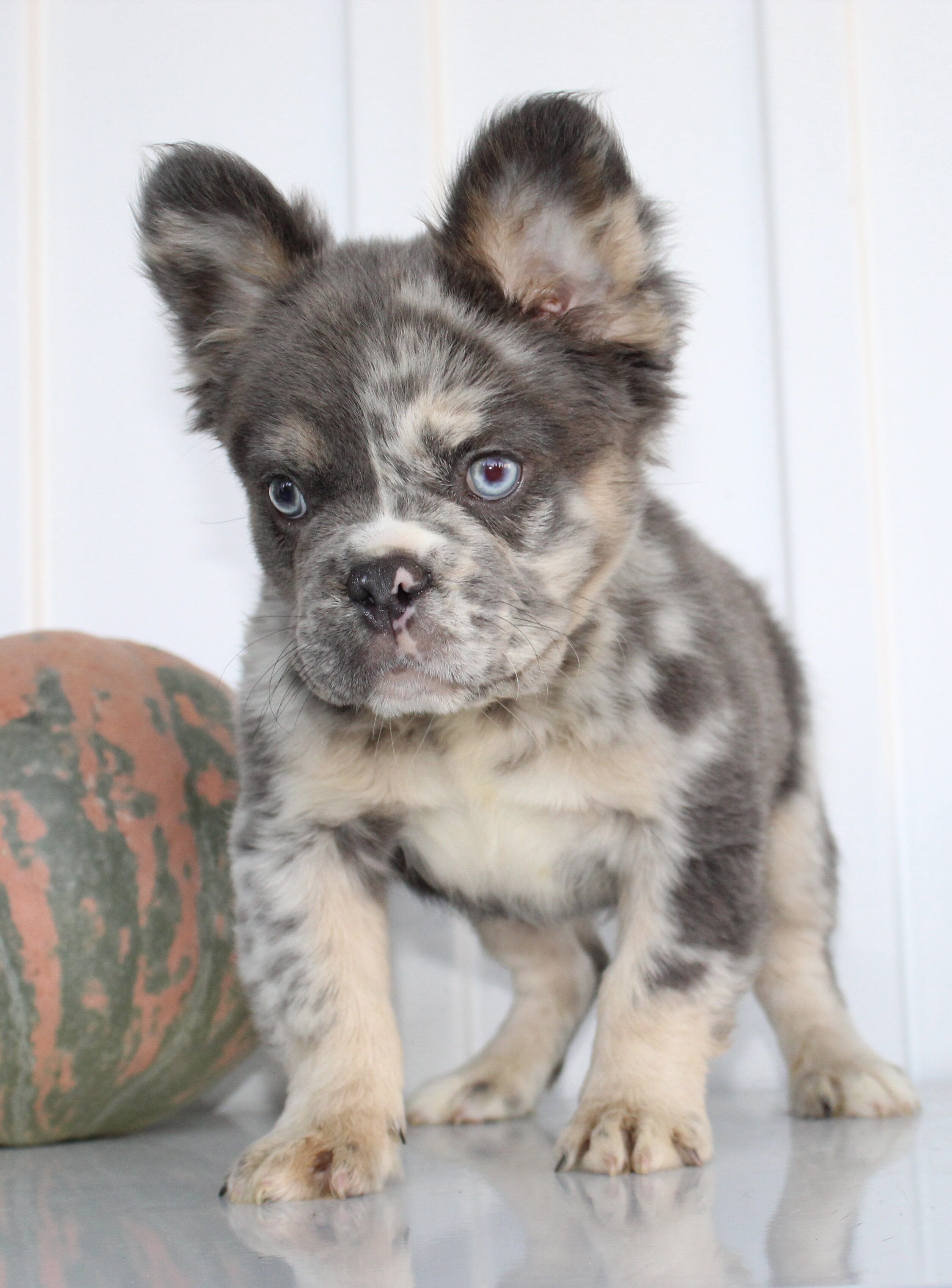 Dakota Male AKC Fluffy French Bulldog image 5
