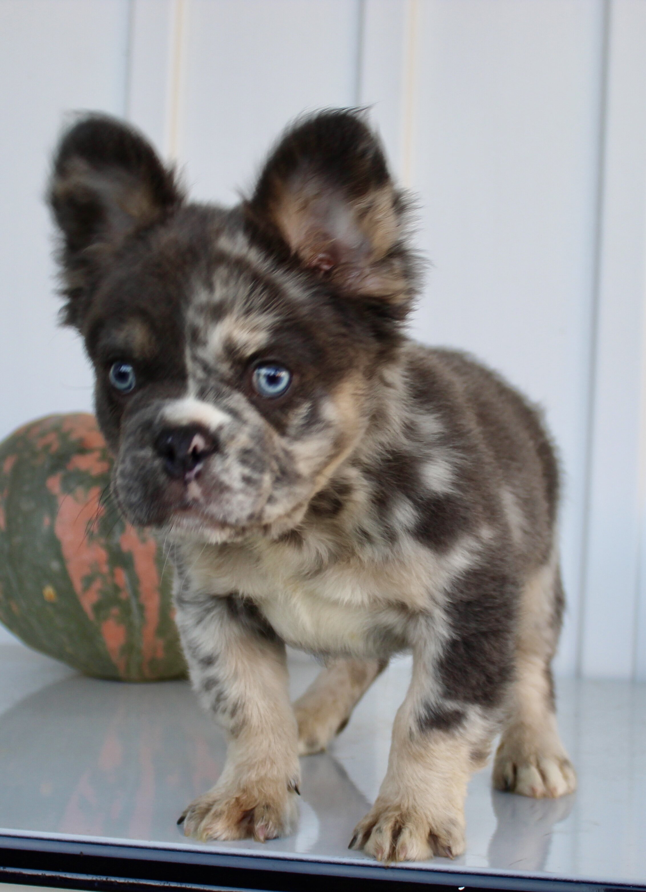 Dakota Male AKC Fluffy French Bulldog image 2