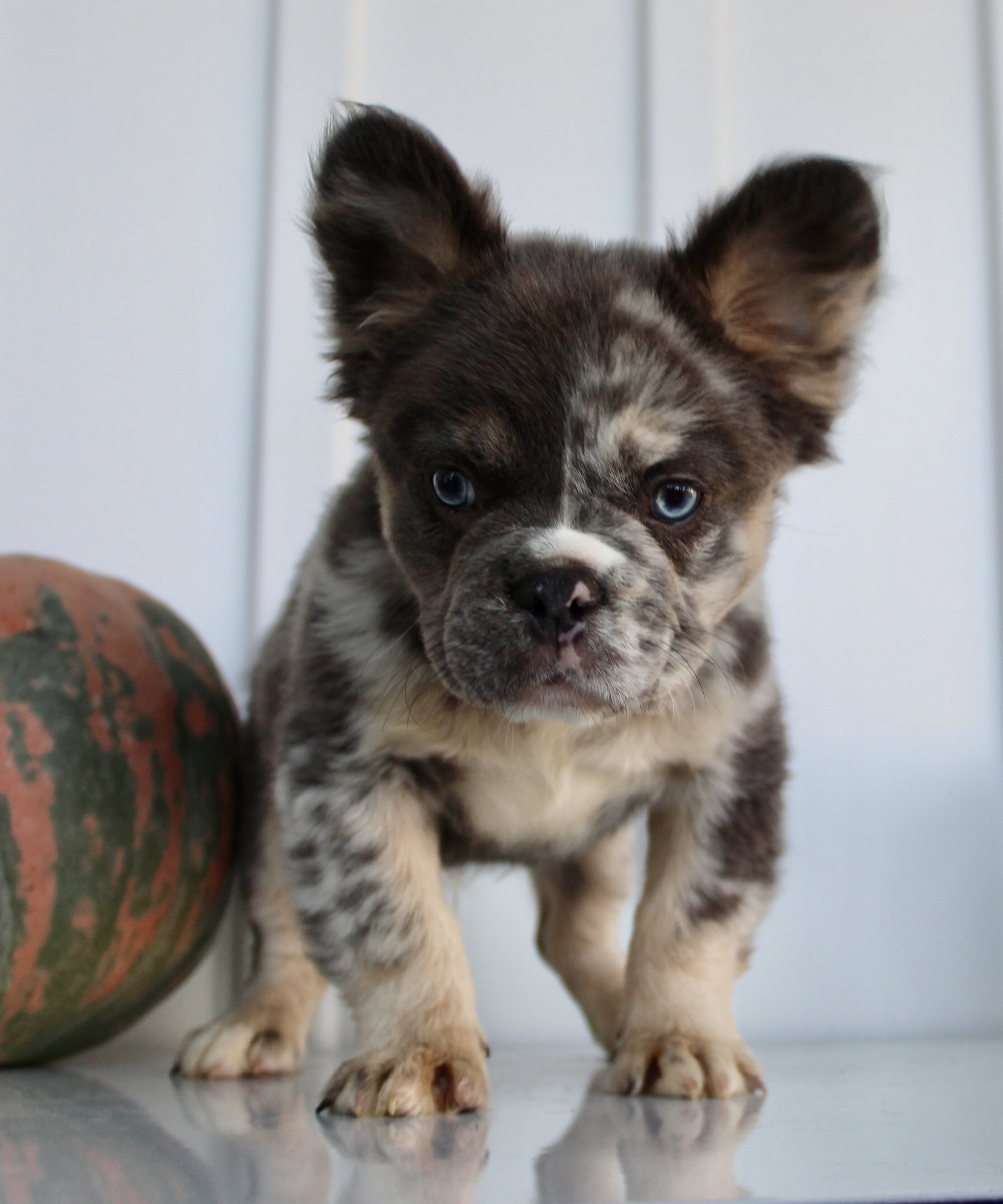 Dakota Male AKC Fluffy French Bulldog image 3