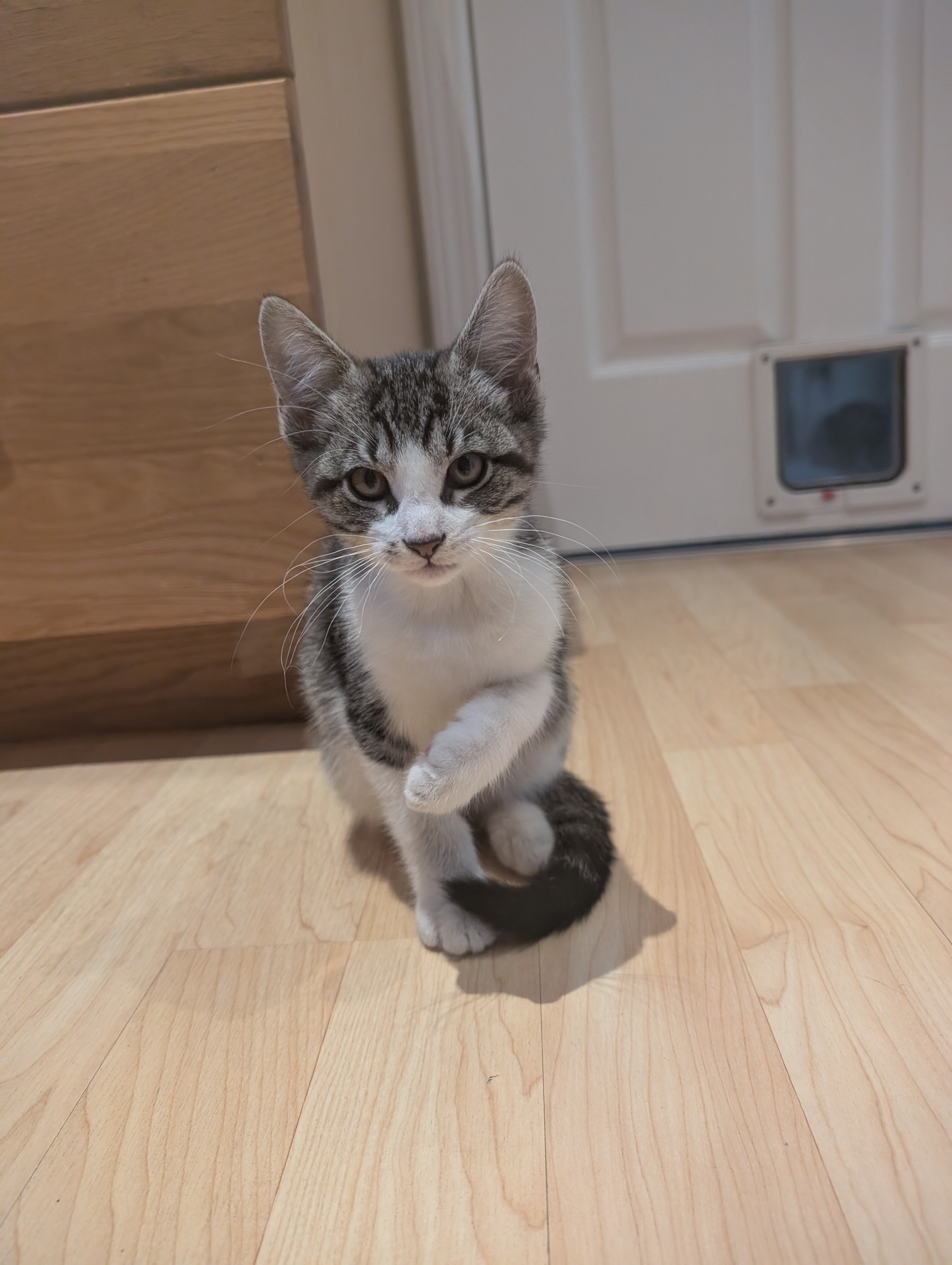 Tabby Kittens image 7