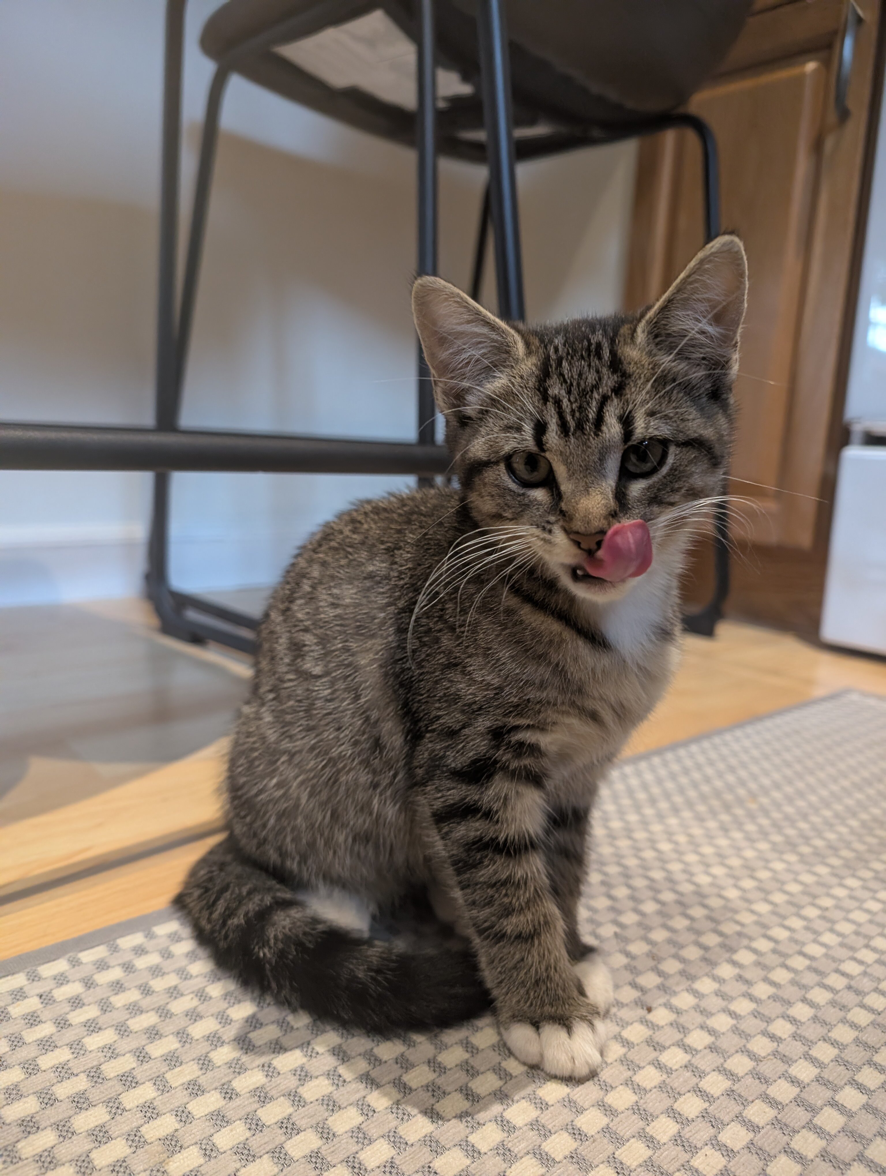 Tabby Kittens image 6