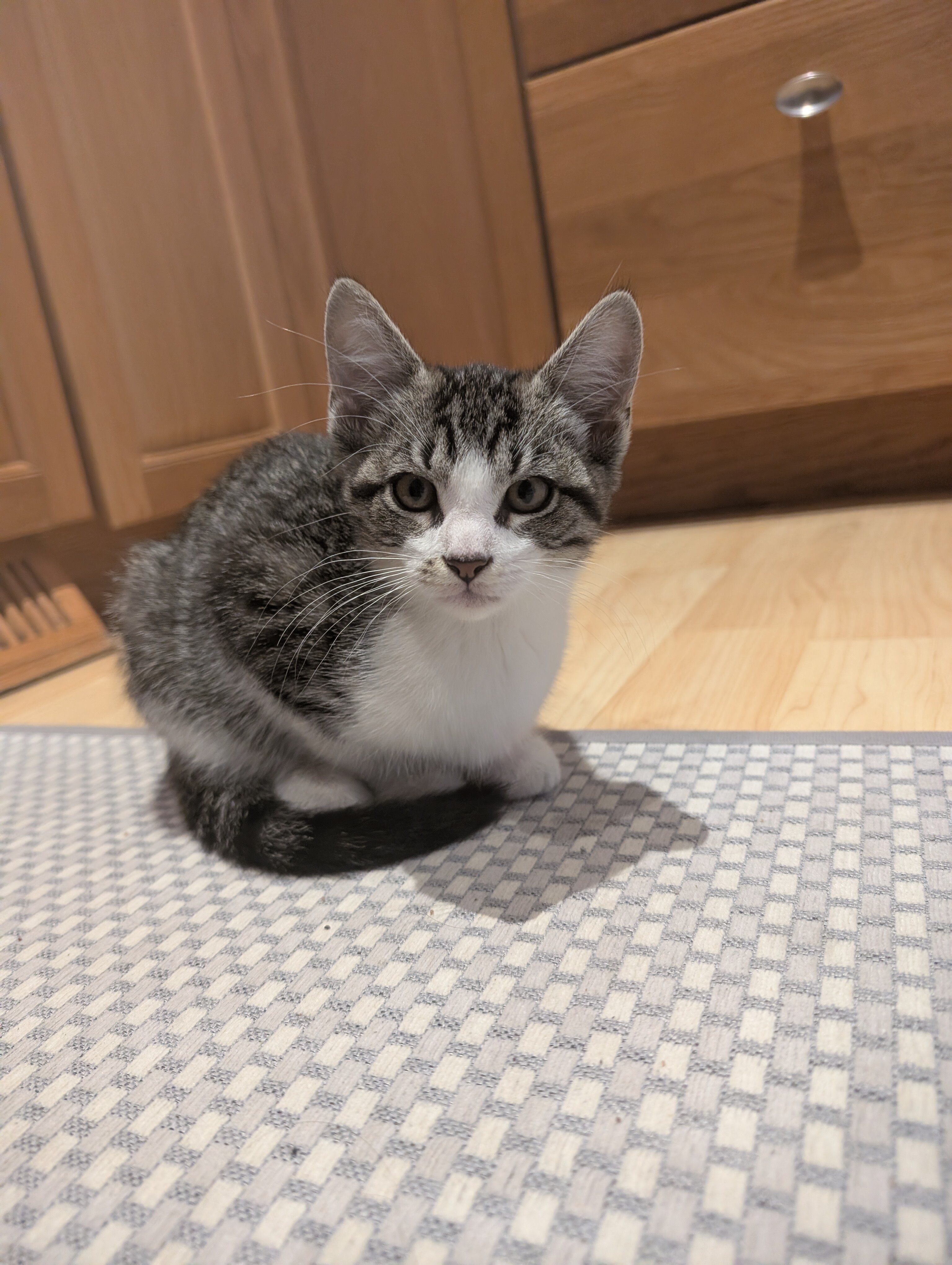 Tabby Kittens image 4
