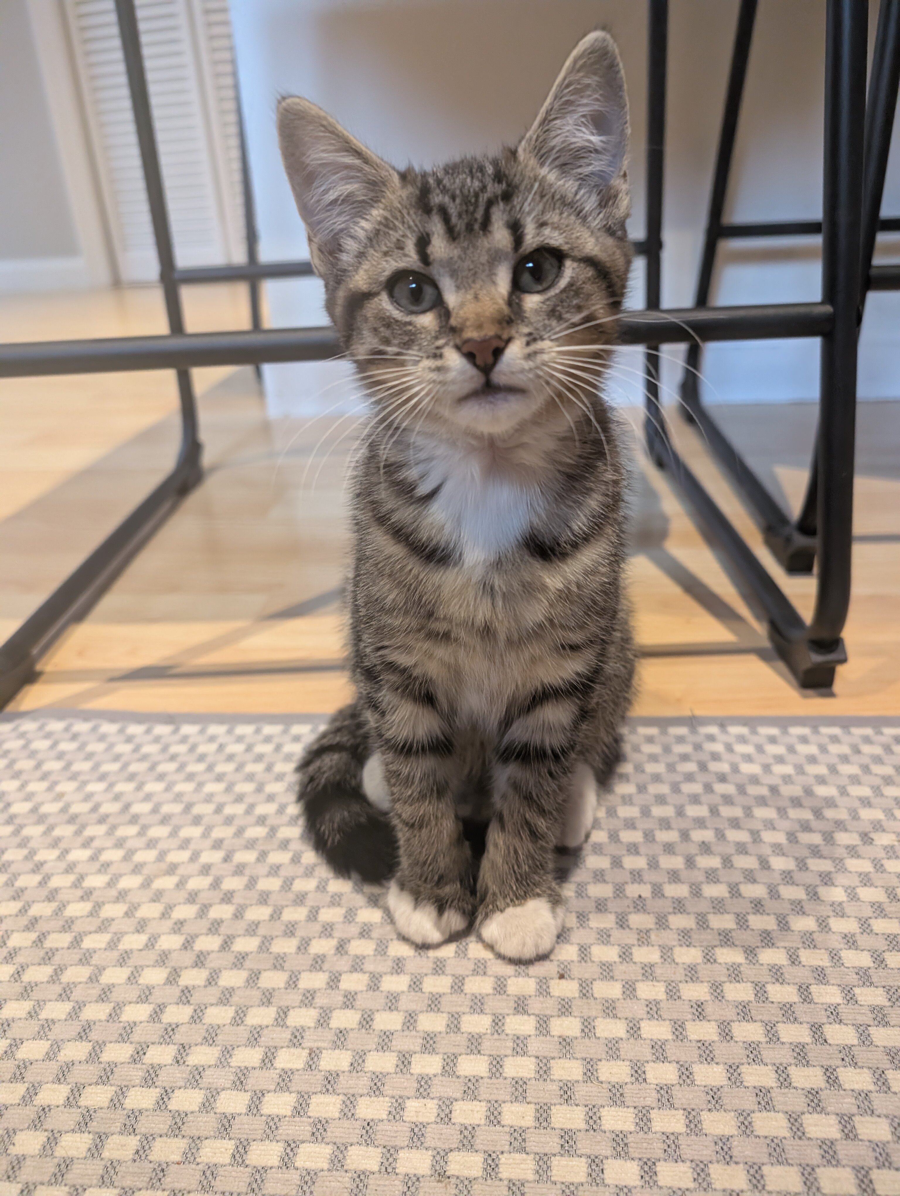 Tabby Kittens image 5