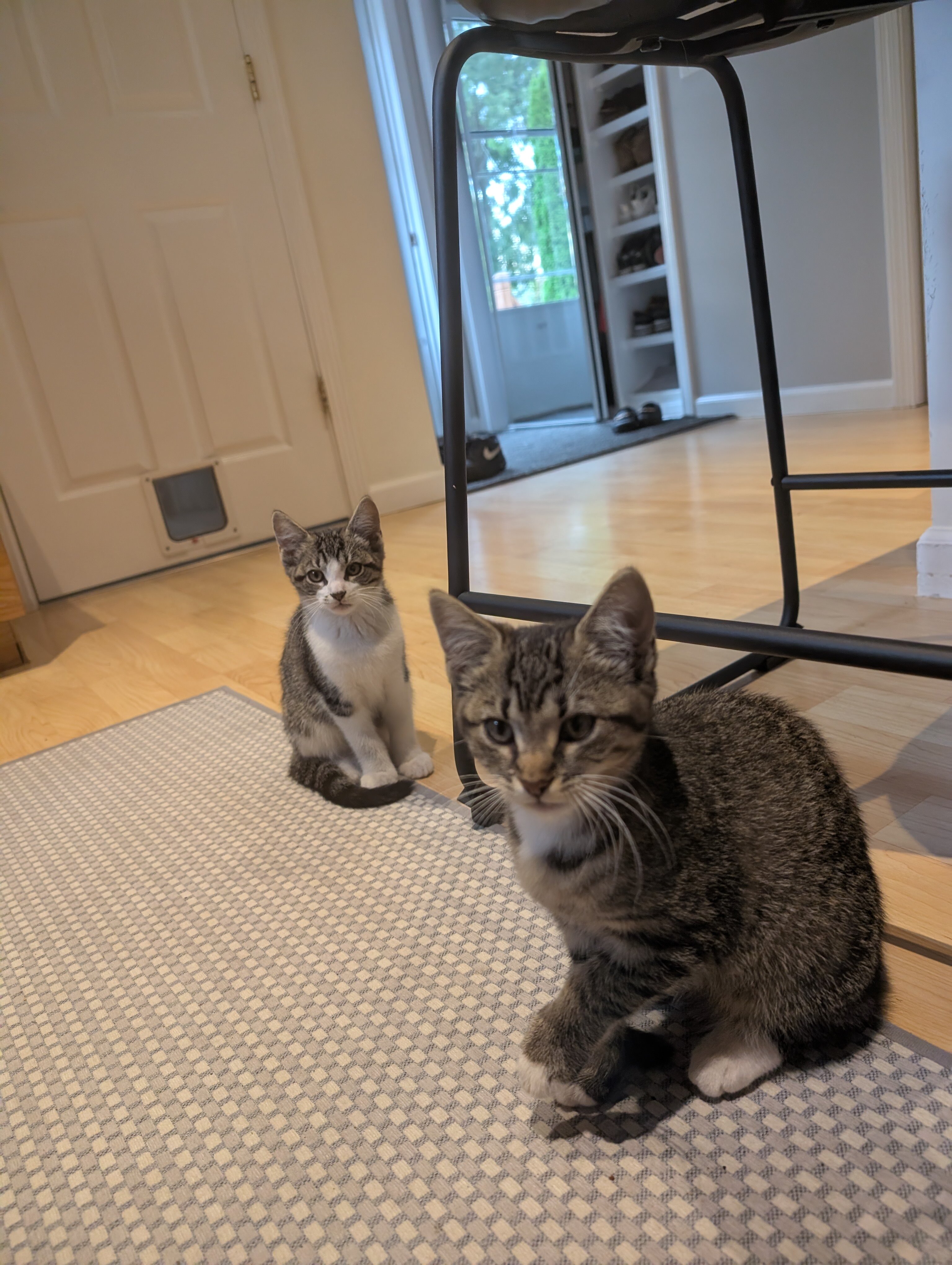 Tabby Kittens image 3
