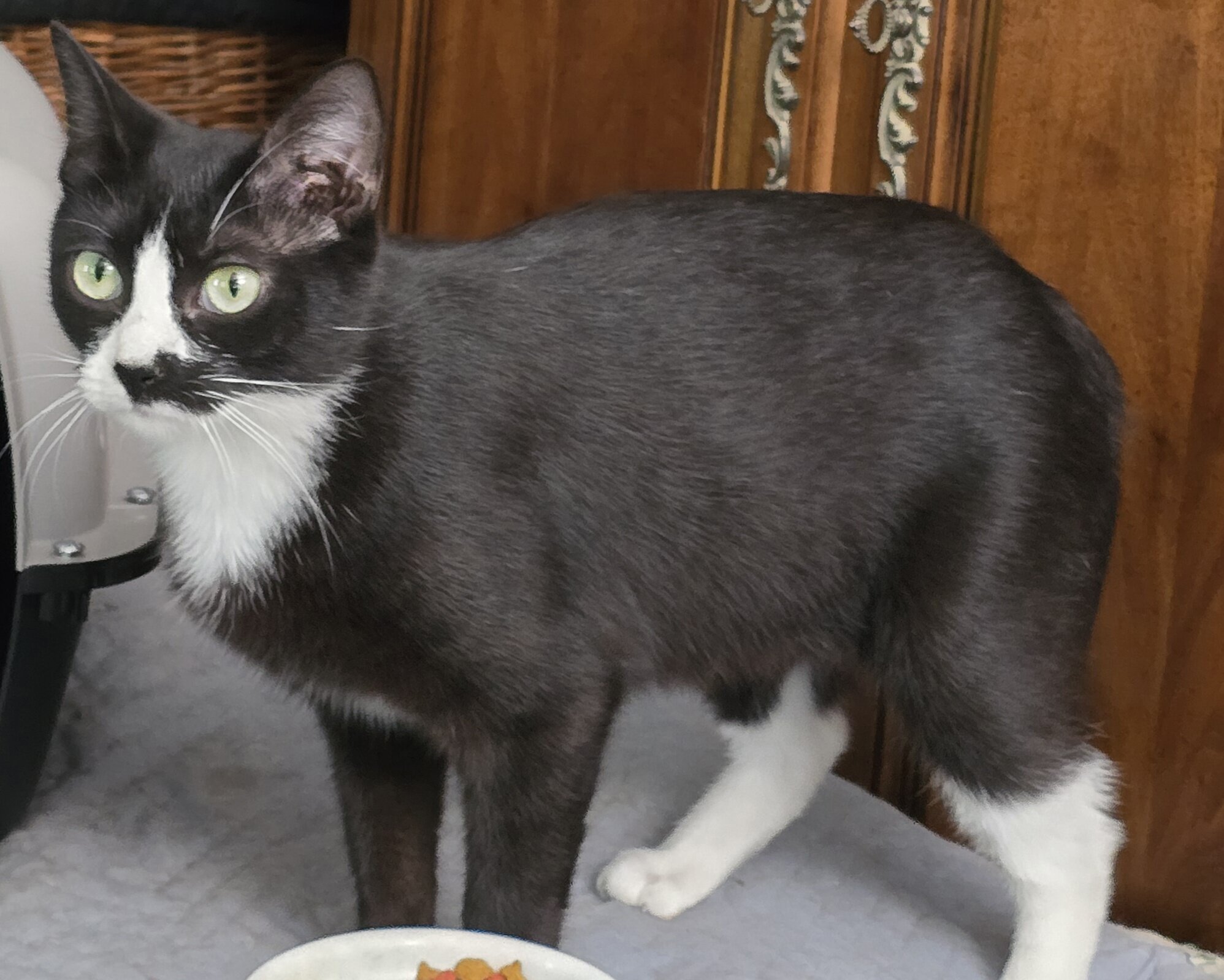 Rescue Mother Cat - Black & White image 1