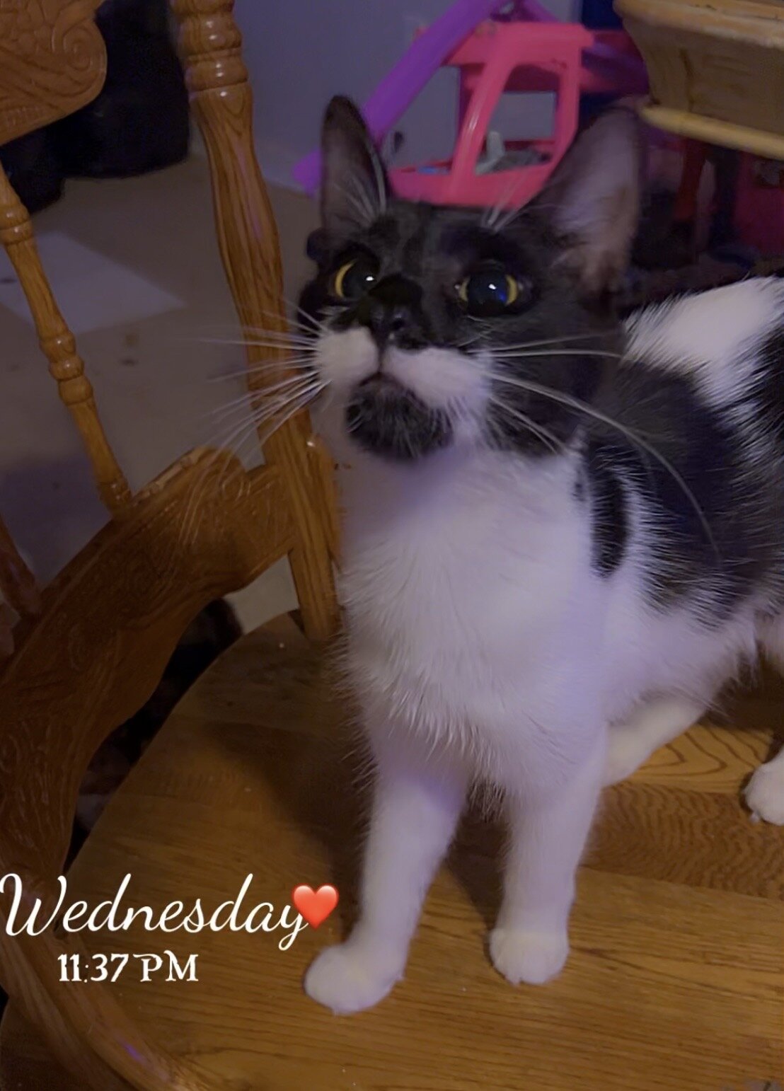 The sweetest kitty image 3