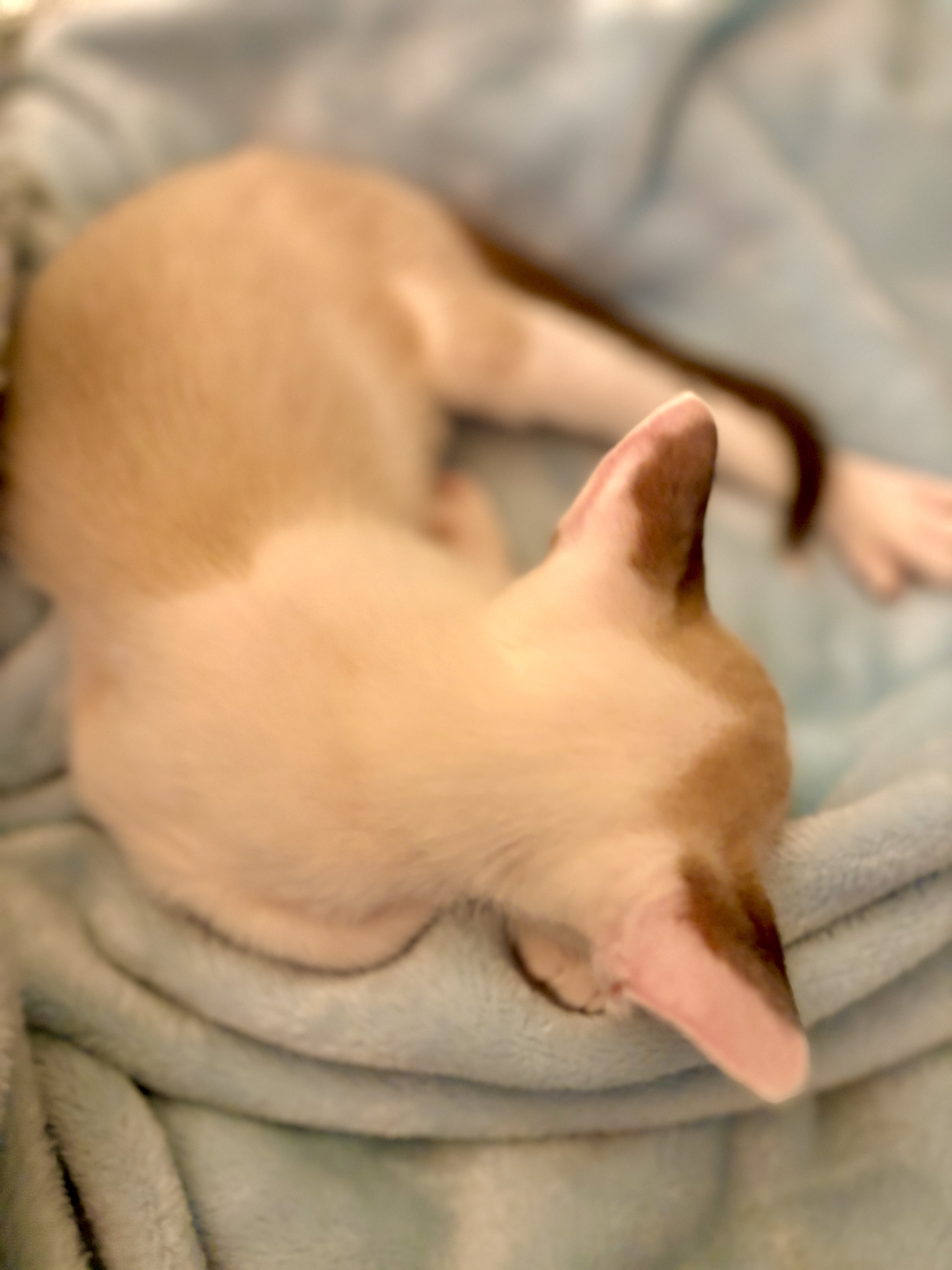 Beautiful Snowshoe Siamese kittens image 3