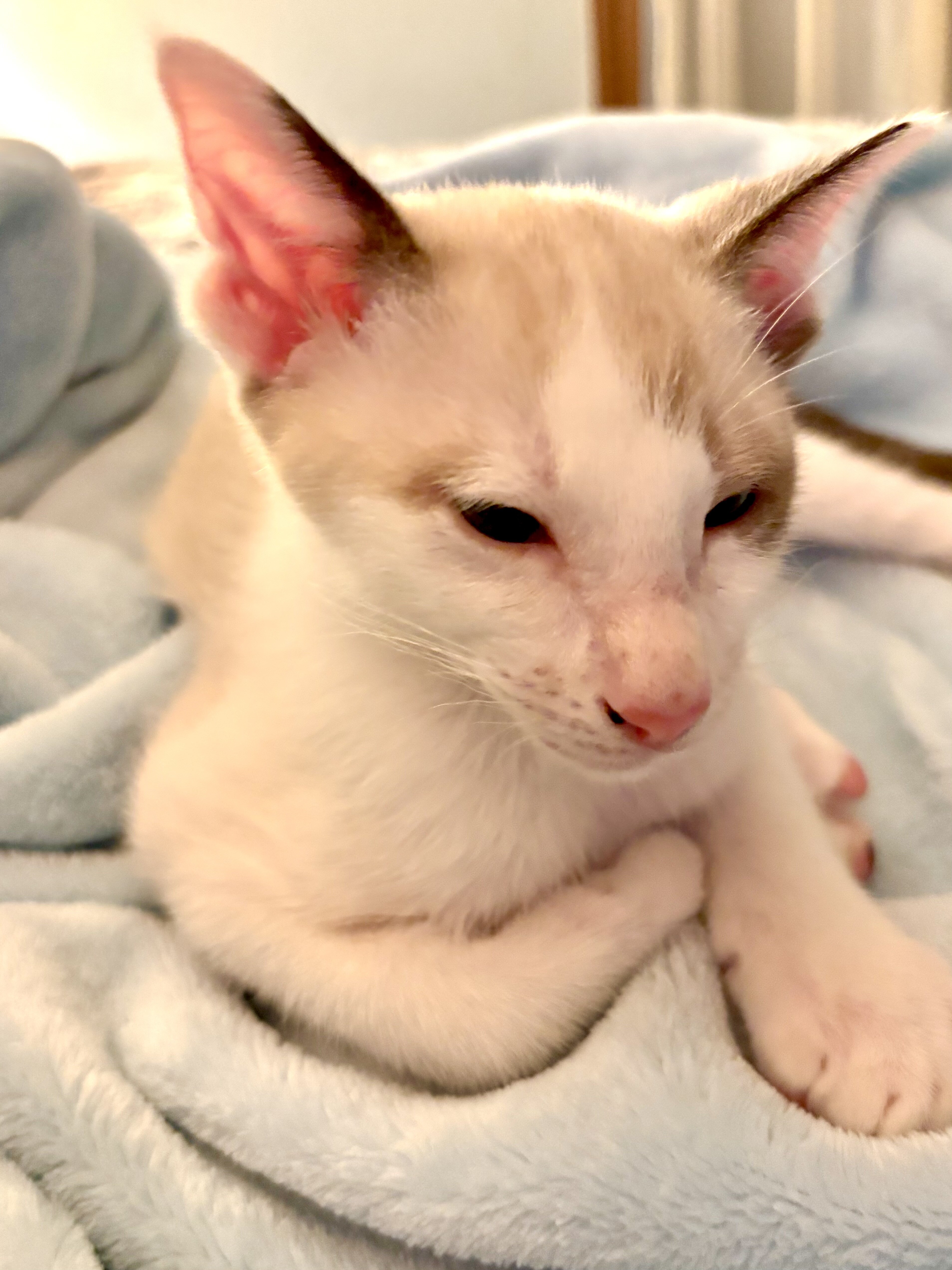 Beautiful Snowshoe Siamese kittens image 4