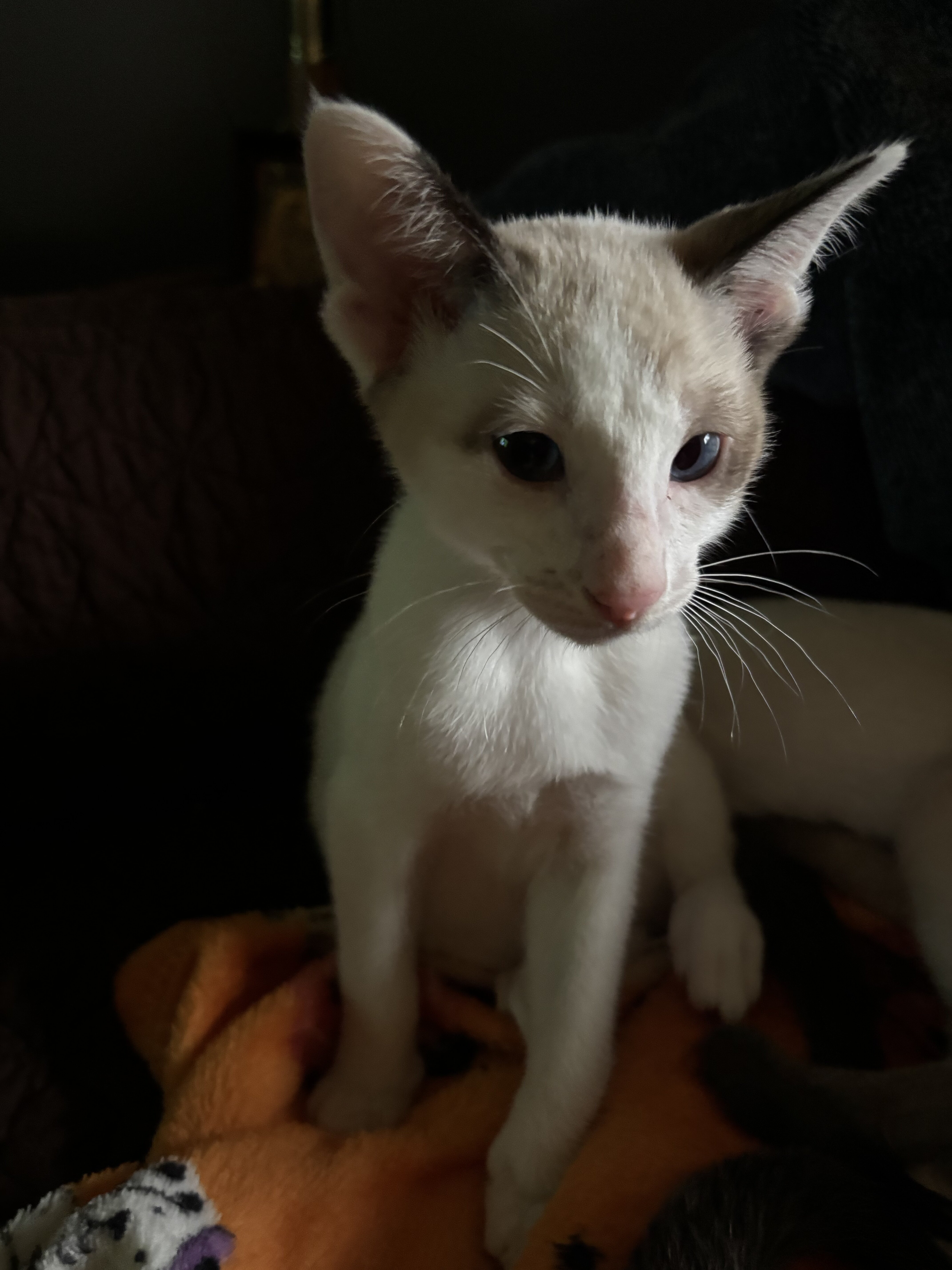Beautiful Snowshoe Siamese kittens image 9