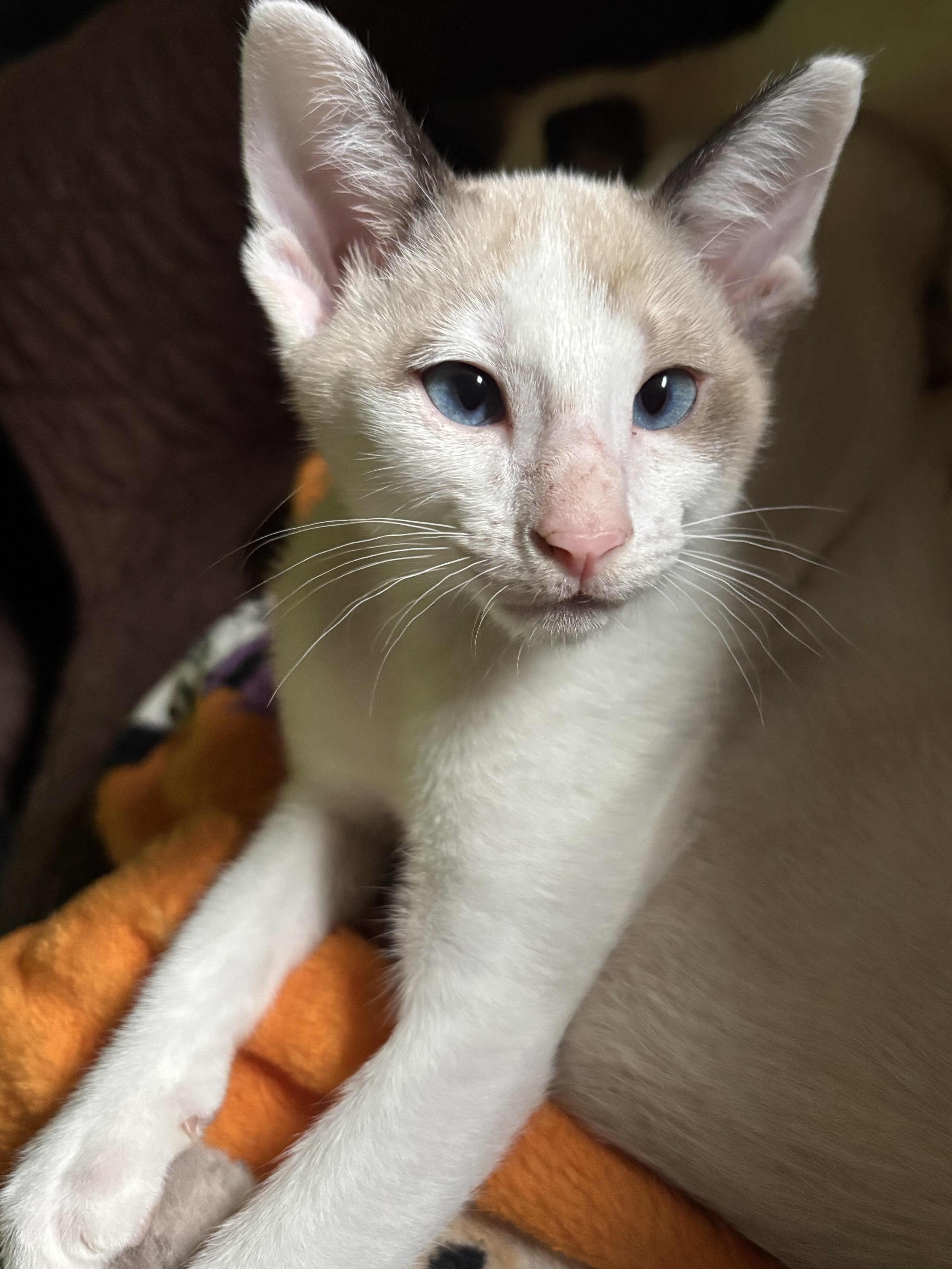 Beautiful Snowshoe Siamese kittens image 8