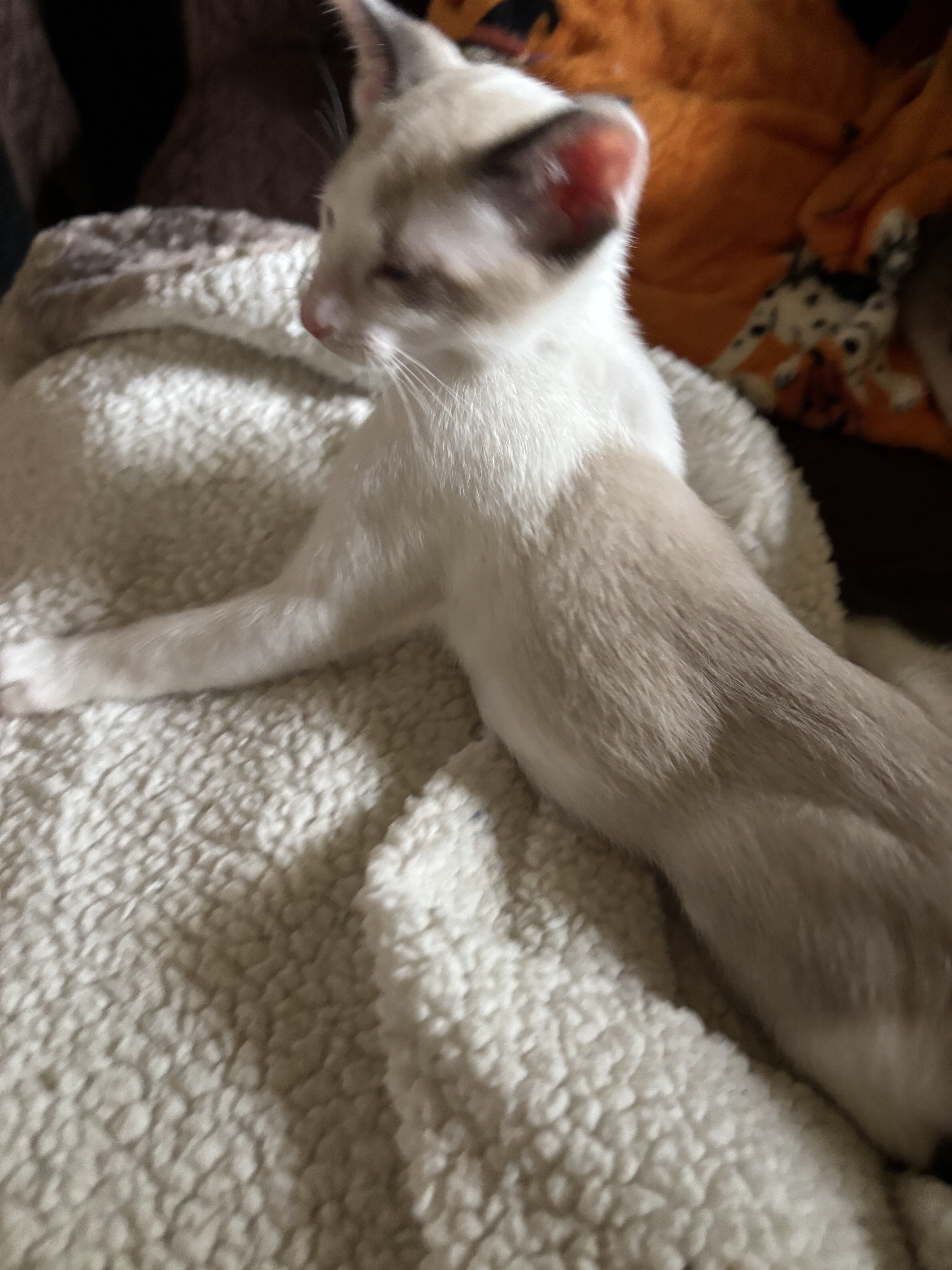 Beautiful Snowshoe Siamese kittens image 7