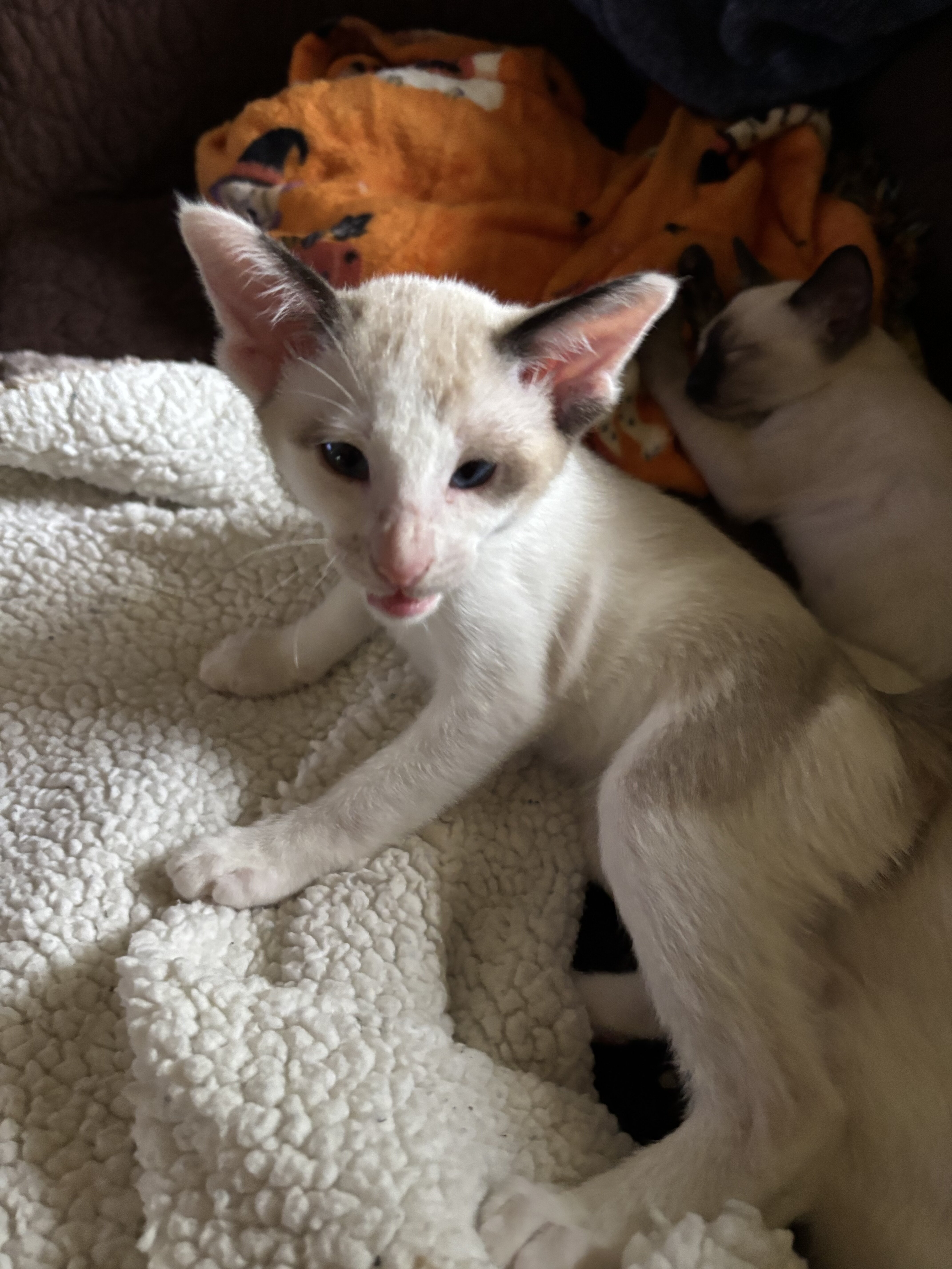 Beautiful Snowshoe Siamese kittens image 2