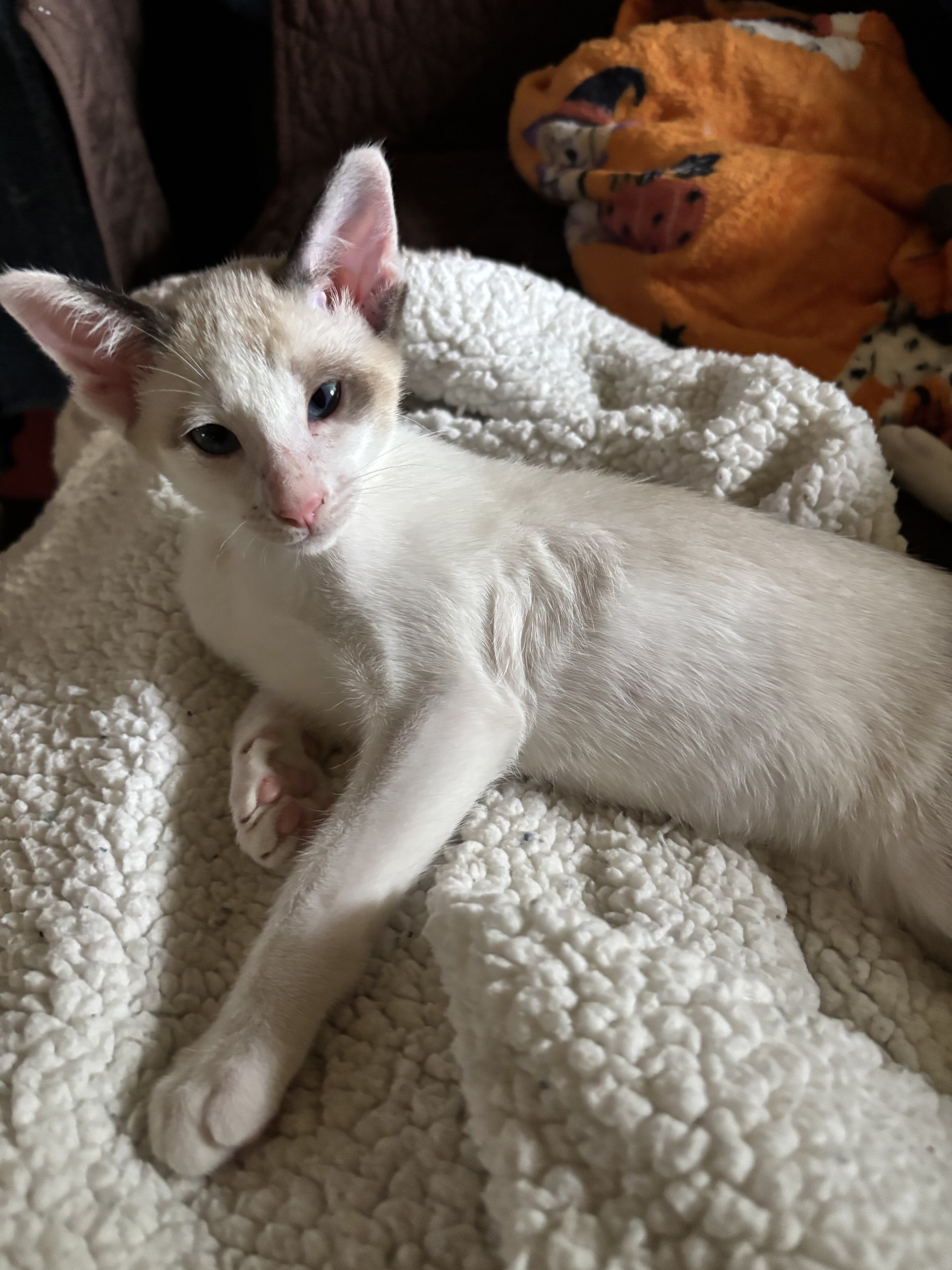 Beautiful Snowshoe Siamese kittens image 6