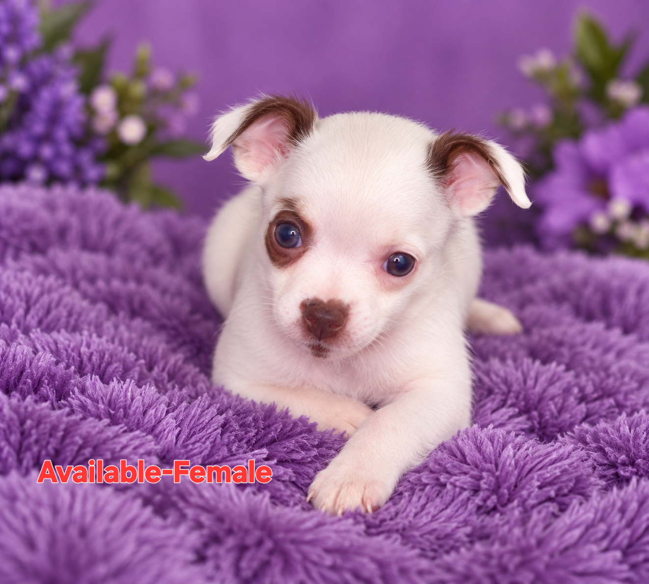 Adorable Chihuahua Puppies – 4 Available 🐾❤️ image 8
