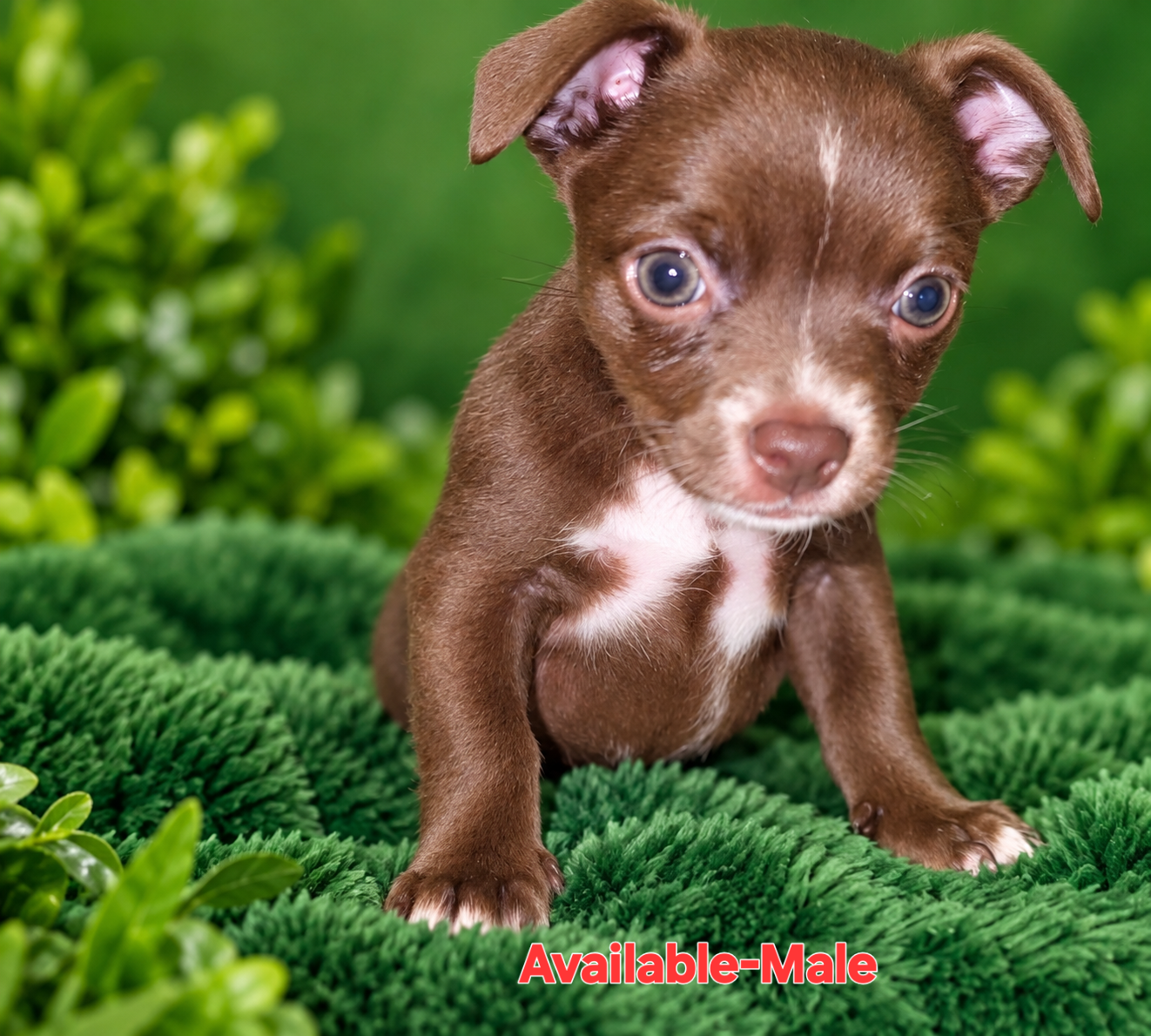 Adorable Chihuahua Puppies – 4 Available 🐾❤️ image 9