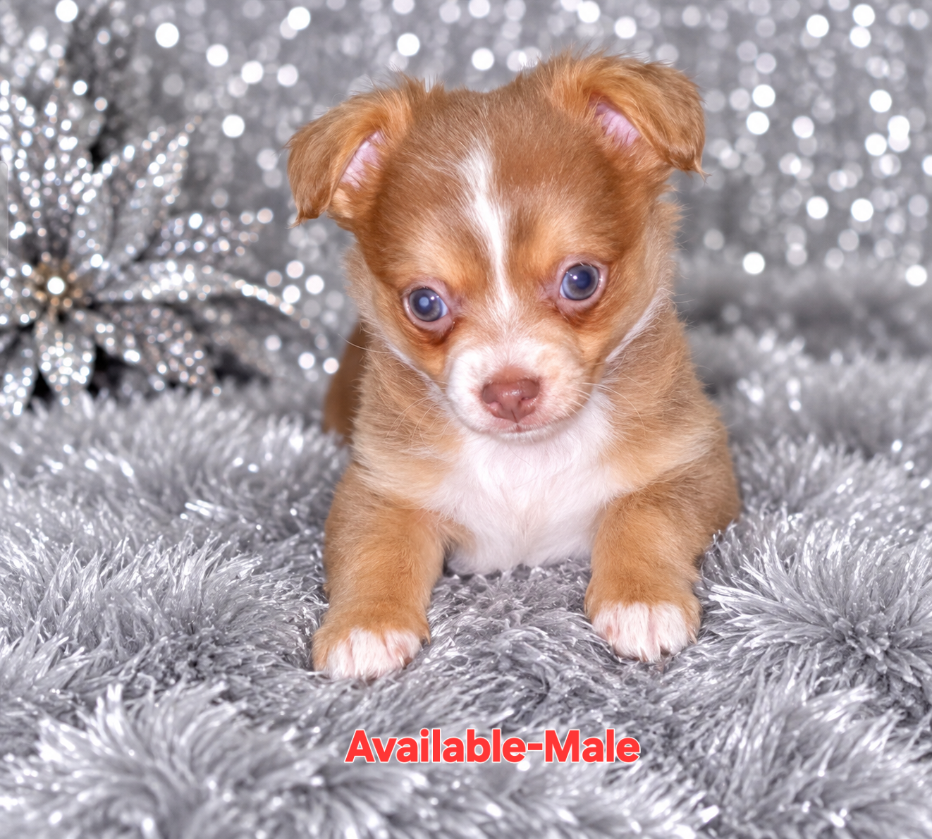 Adorable Chihuahua Puppies – 4 Available 🐾❤️ image 7