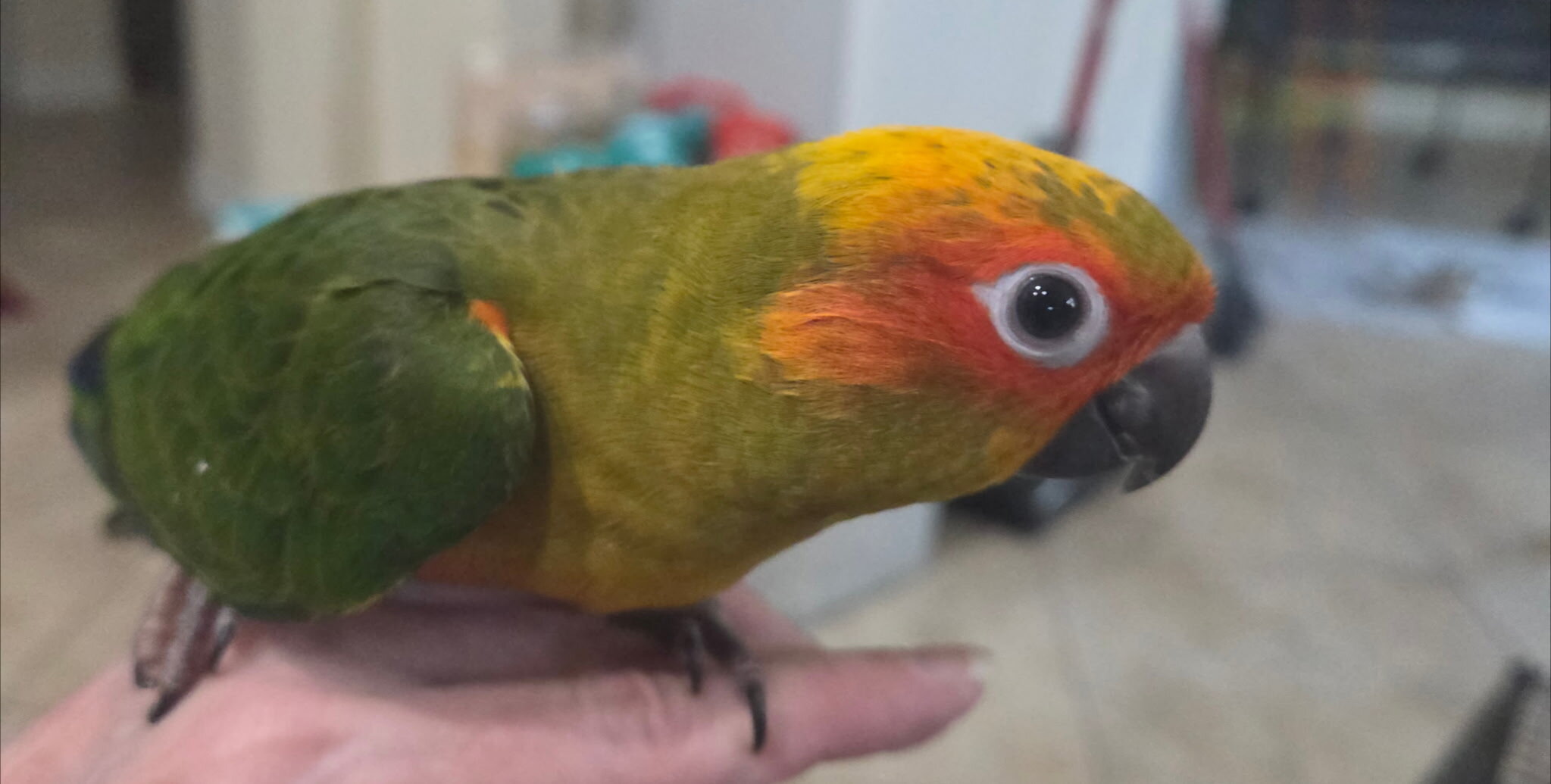 Sun Conure Fledgling image 5