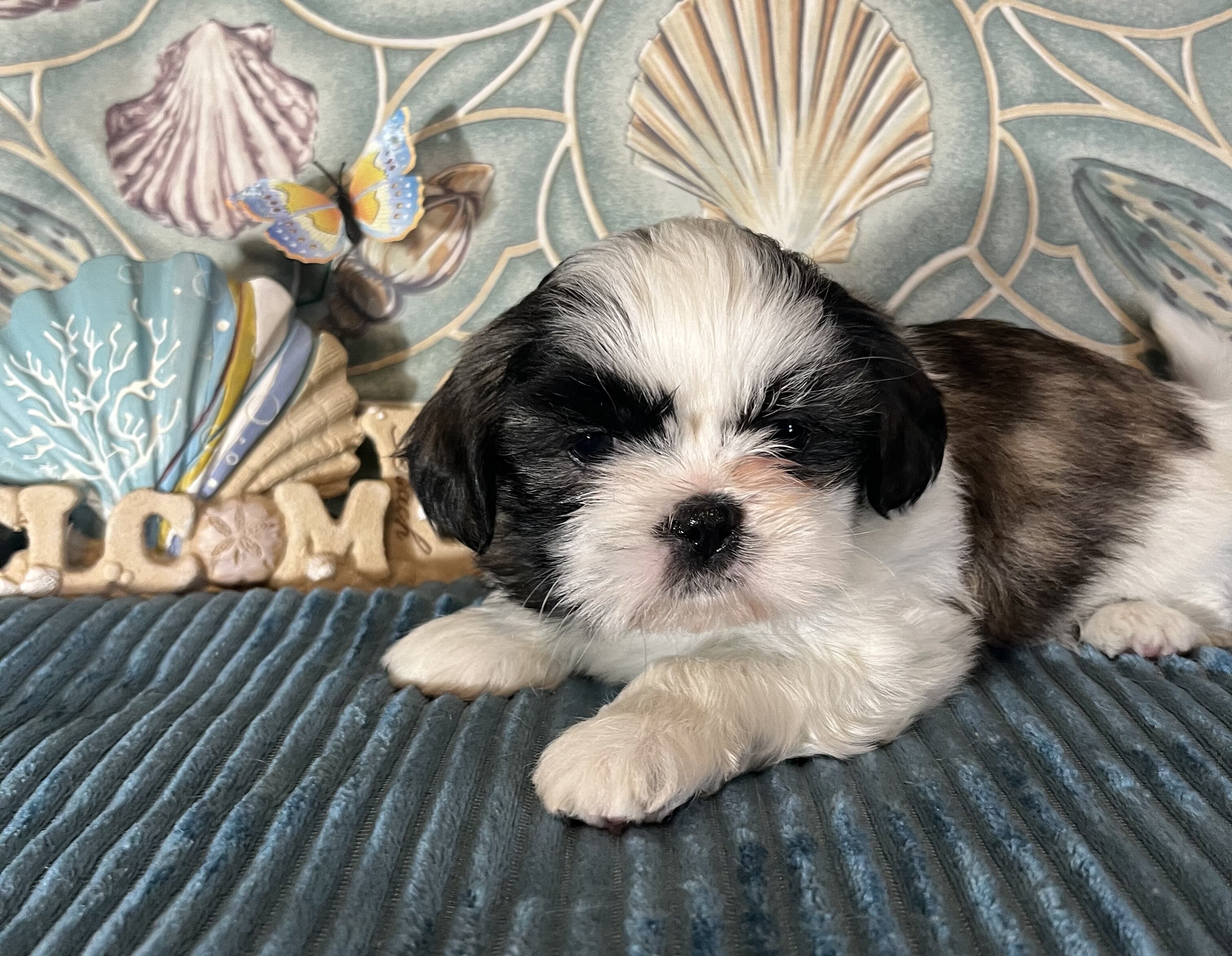 ‘Shih Tzu Puppies AKC REGISTERED image 11