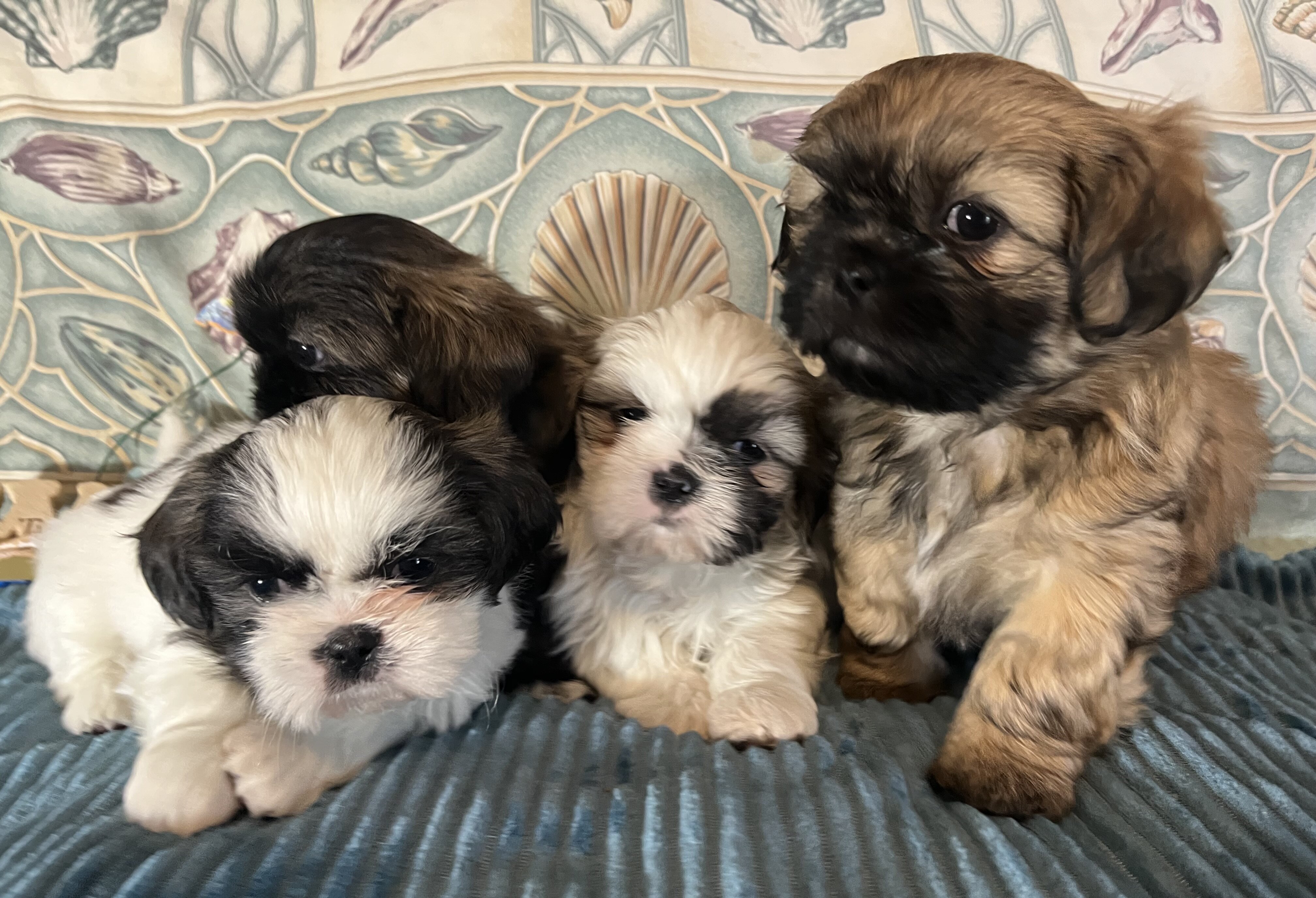 ‘Shih Tzu Puppies AKC REGISTERED image 2