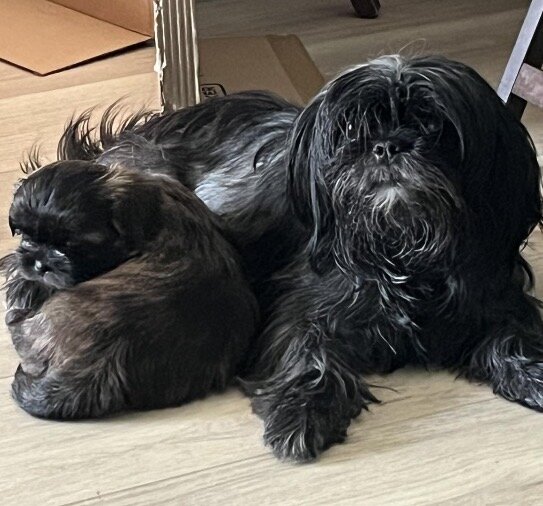 ‘Shih Tzu Puppies AKC REGISTERED image 10