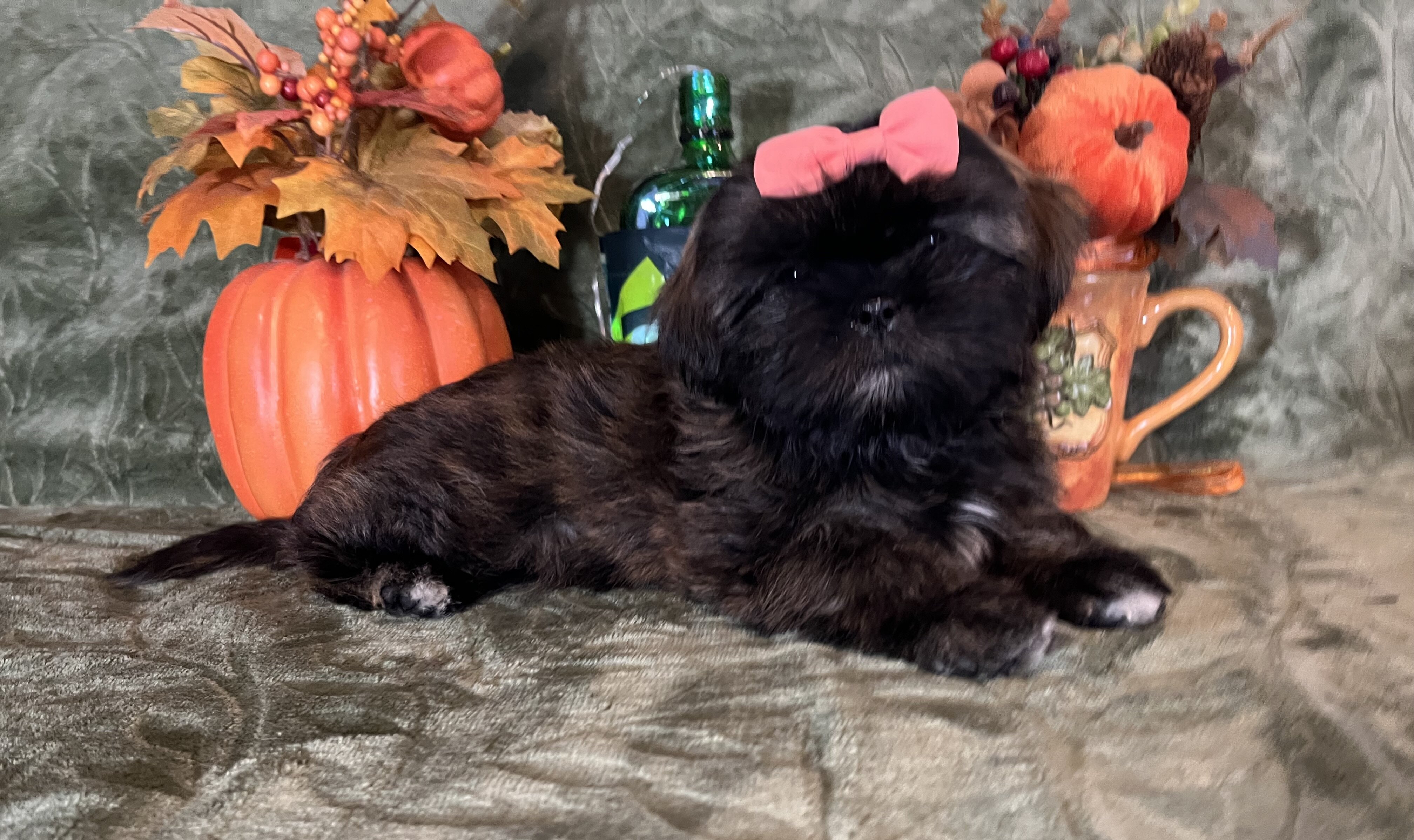‘Shih Tzu Puppies AKC REGISTERED image 6