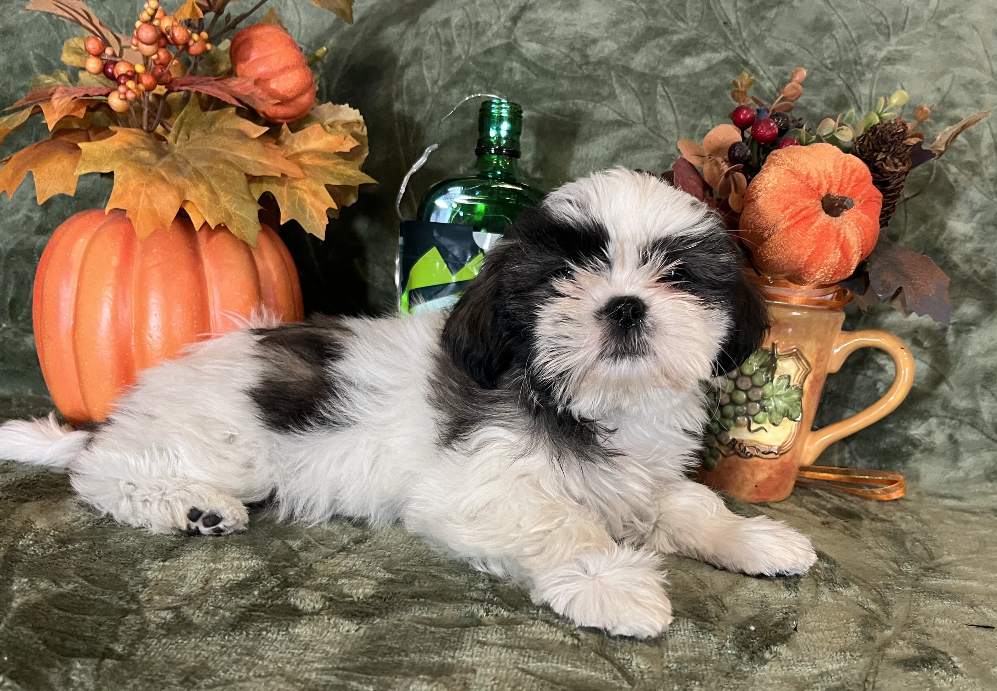 ‘Shih Tzu Puppies AKC REGISTERED image 5