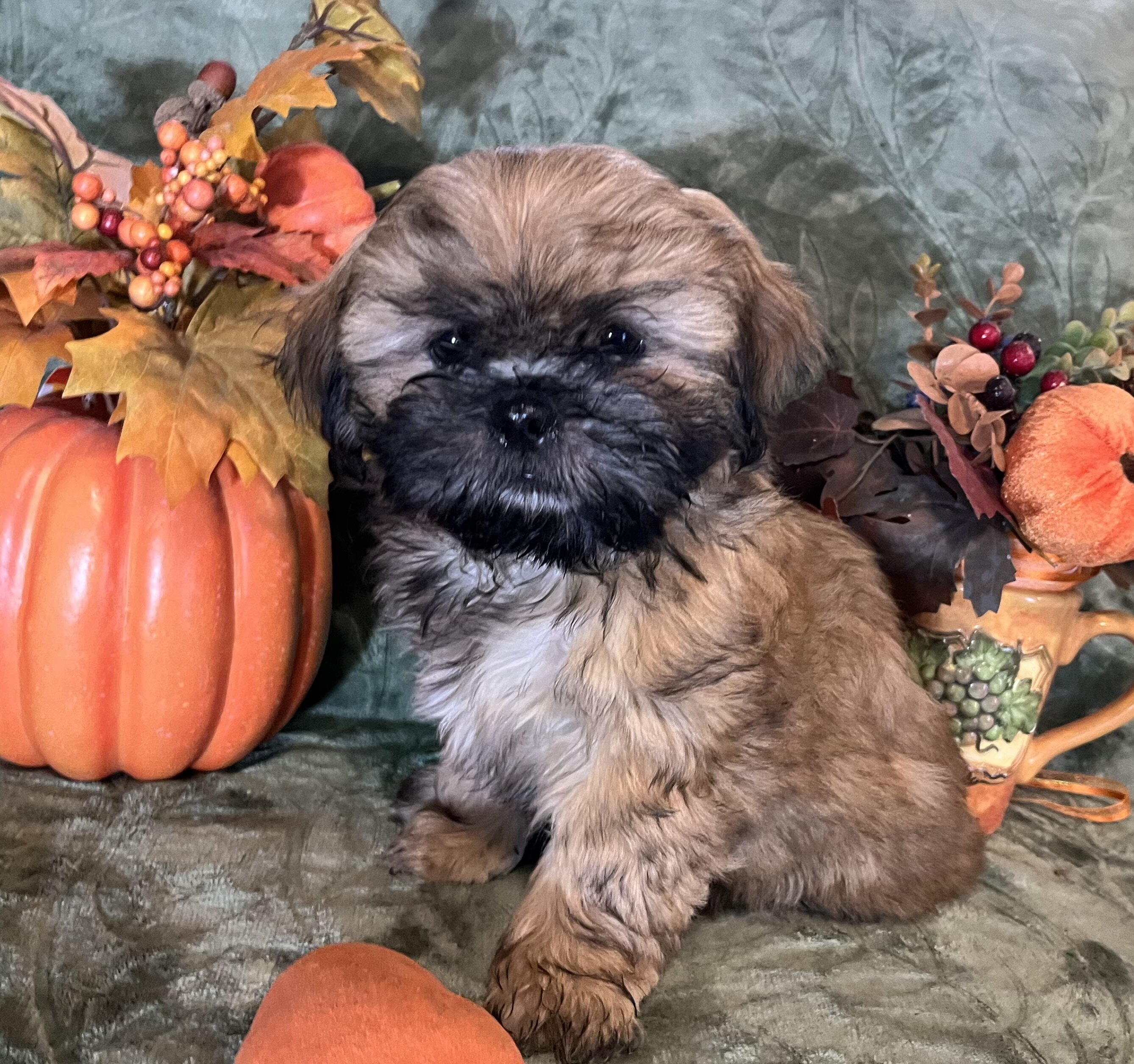 ‘Shih Tzu Puppies AKC REGISTERED image 4