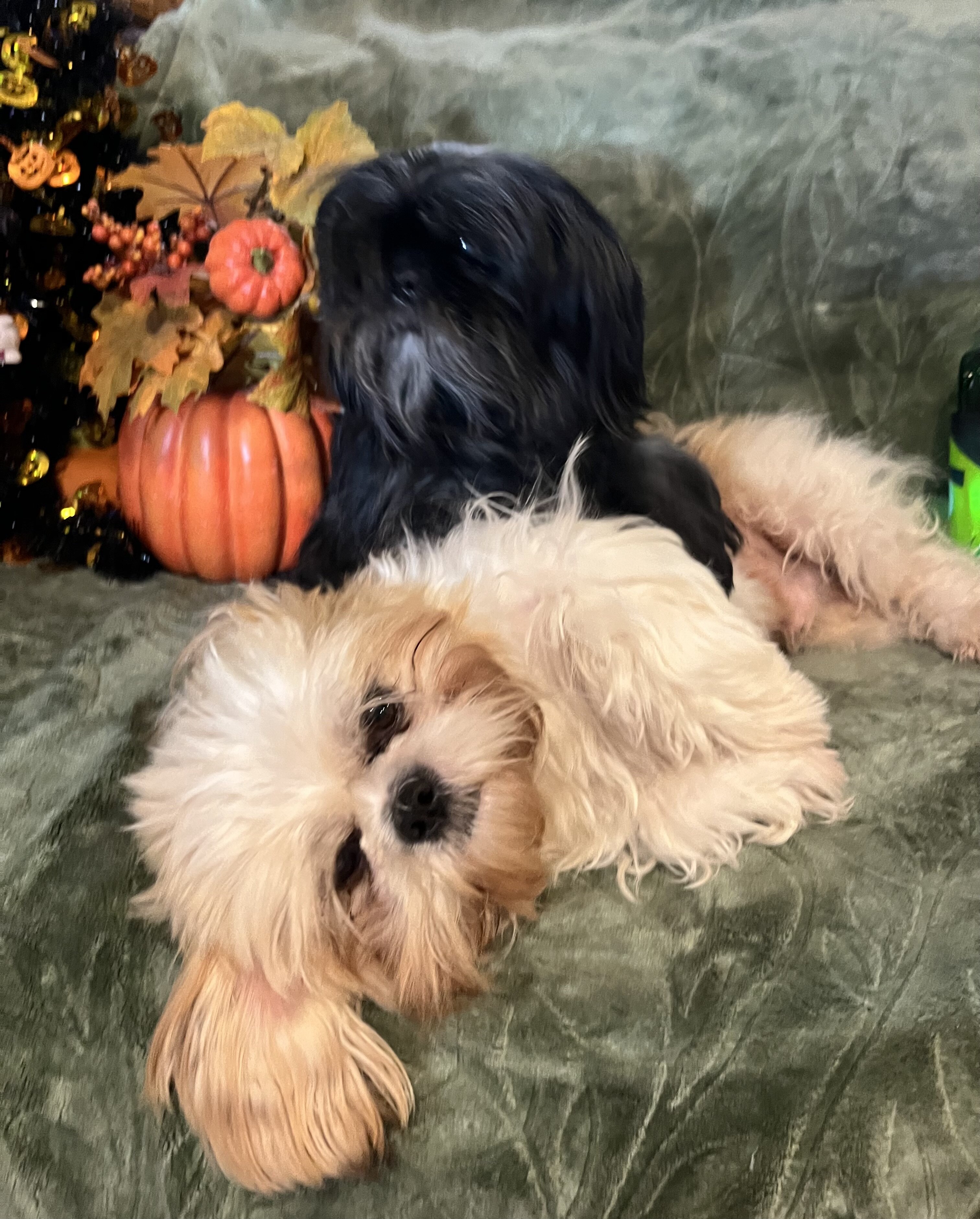 ‘Shih Tzu Puppies AKC REGISTERED image 9