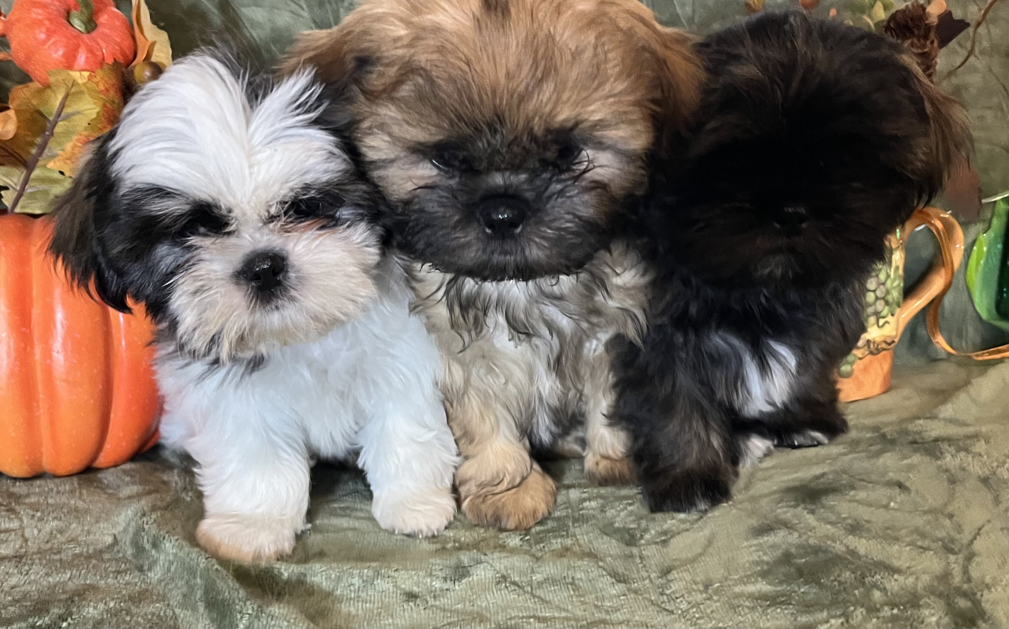 ‘Shih Tzu Puppies AKC REGISTERED image 1