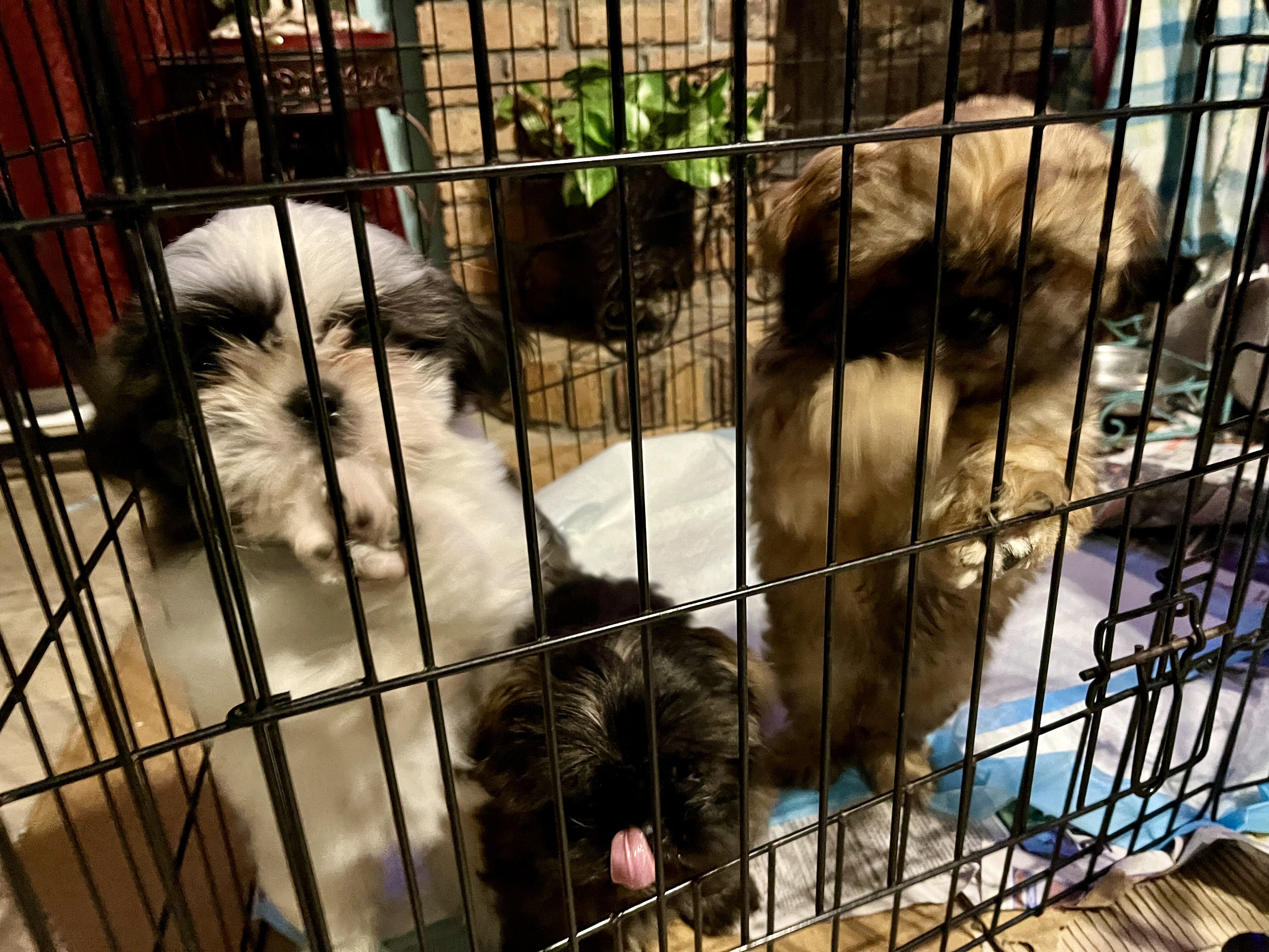 ‘Shih Tzu Puppies AKC REGISTERED image 8