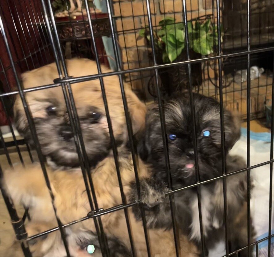 ‘Shih Tzu Puppies AKC REGISTERED image 7