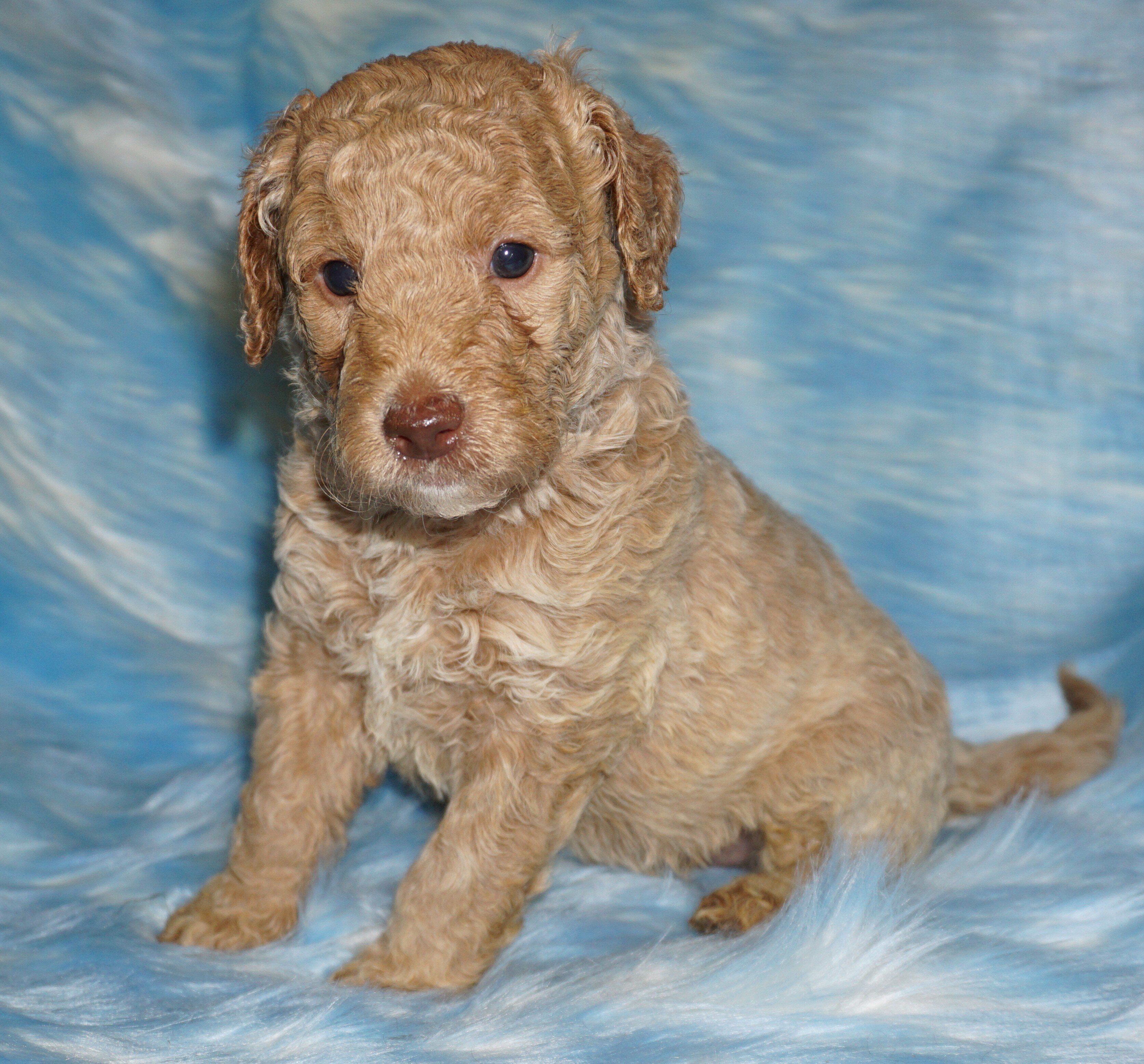 phantom, chocolate, apricot medium labradoodle ckc image 3