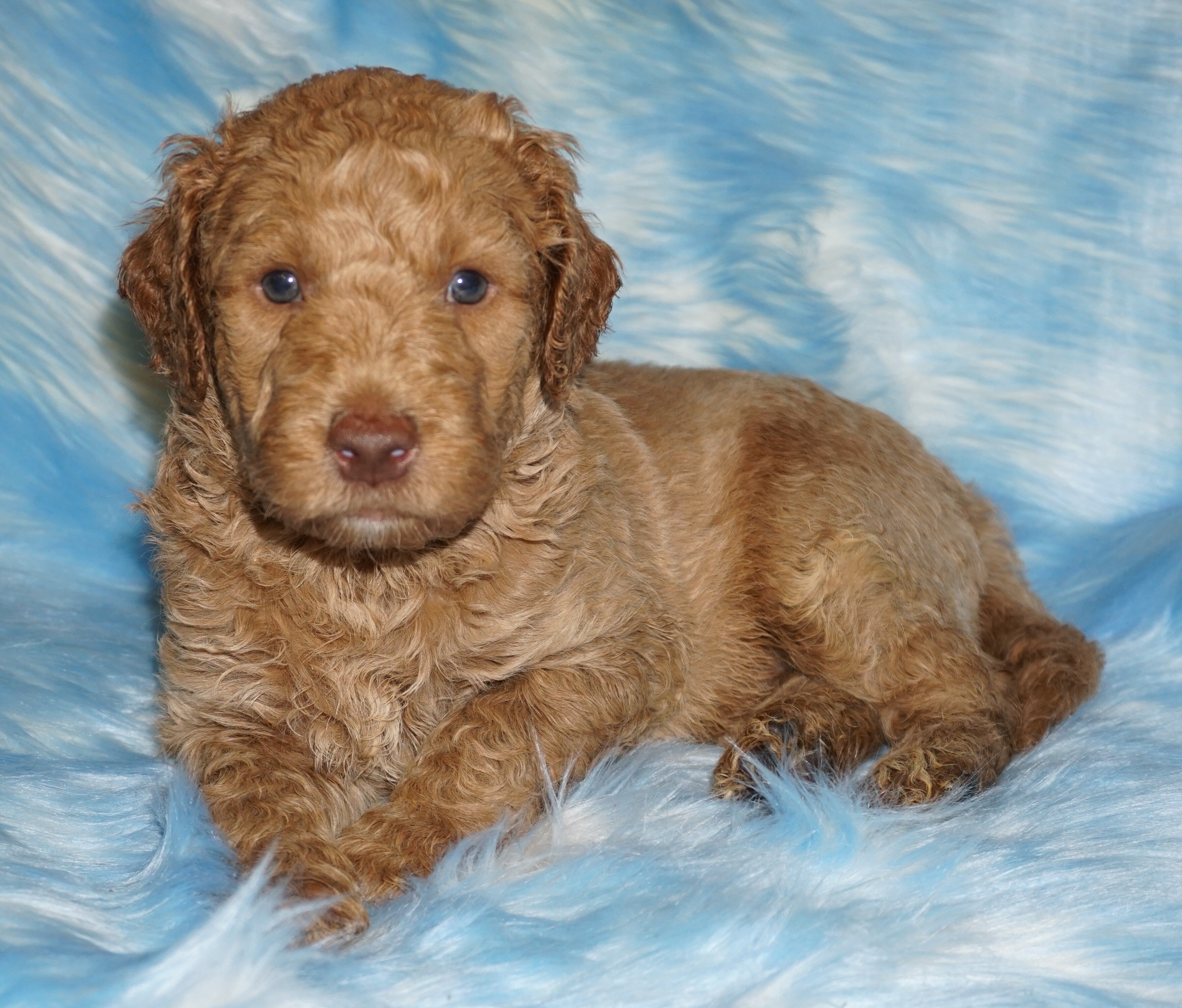 phantom, chocolate, apricot medium labradoodle ckc image 4
