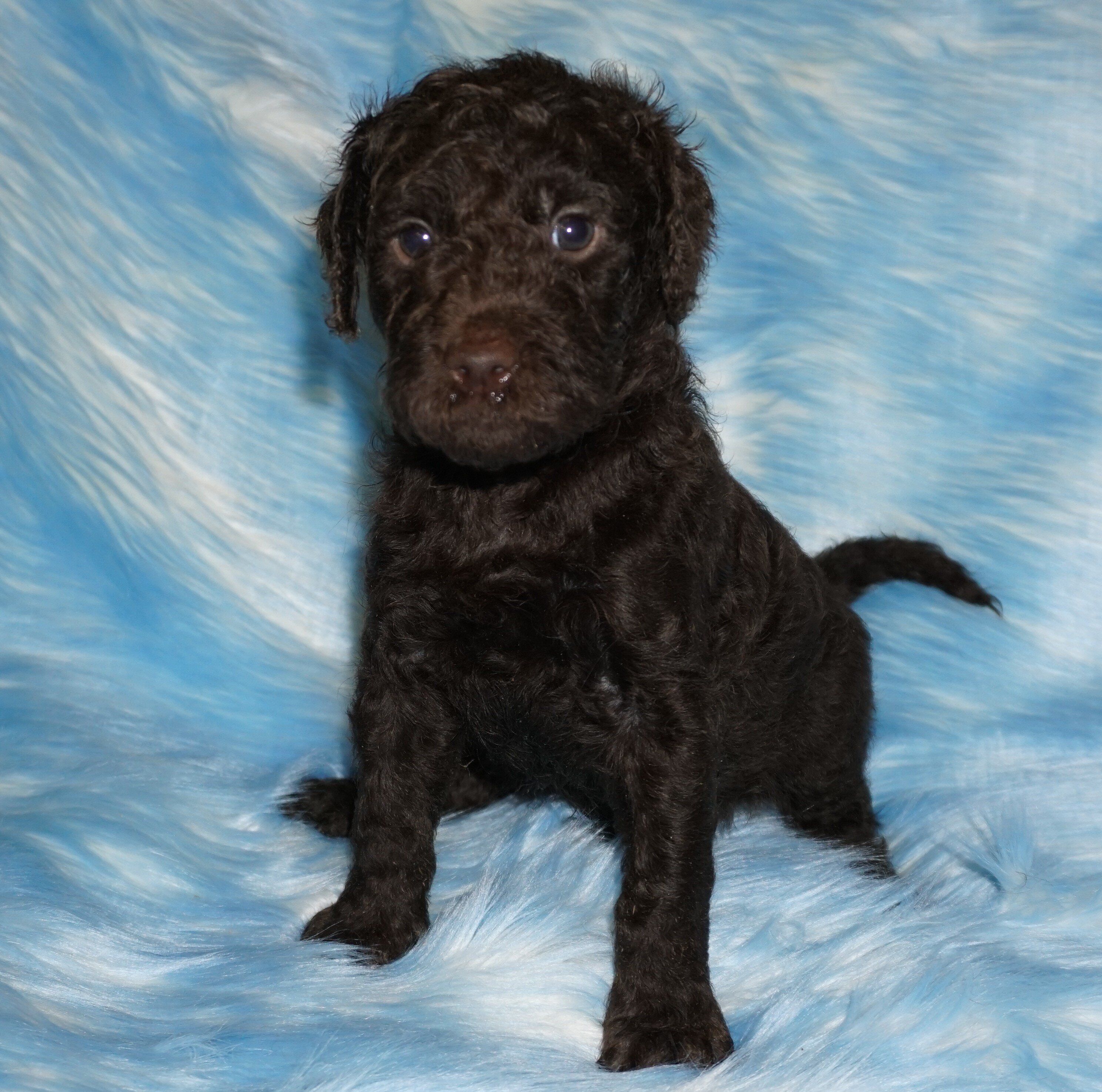 phantom, chocolate, apricot medium labradoodle ckc image 5