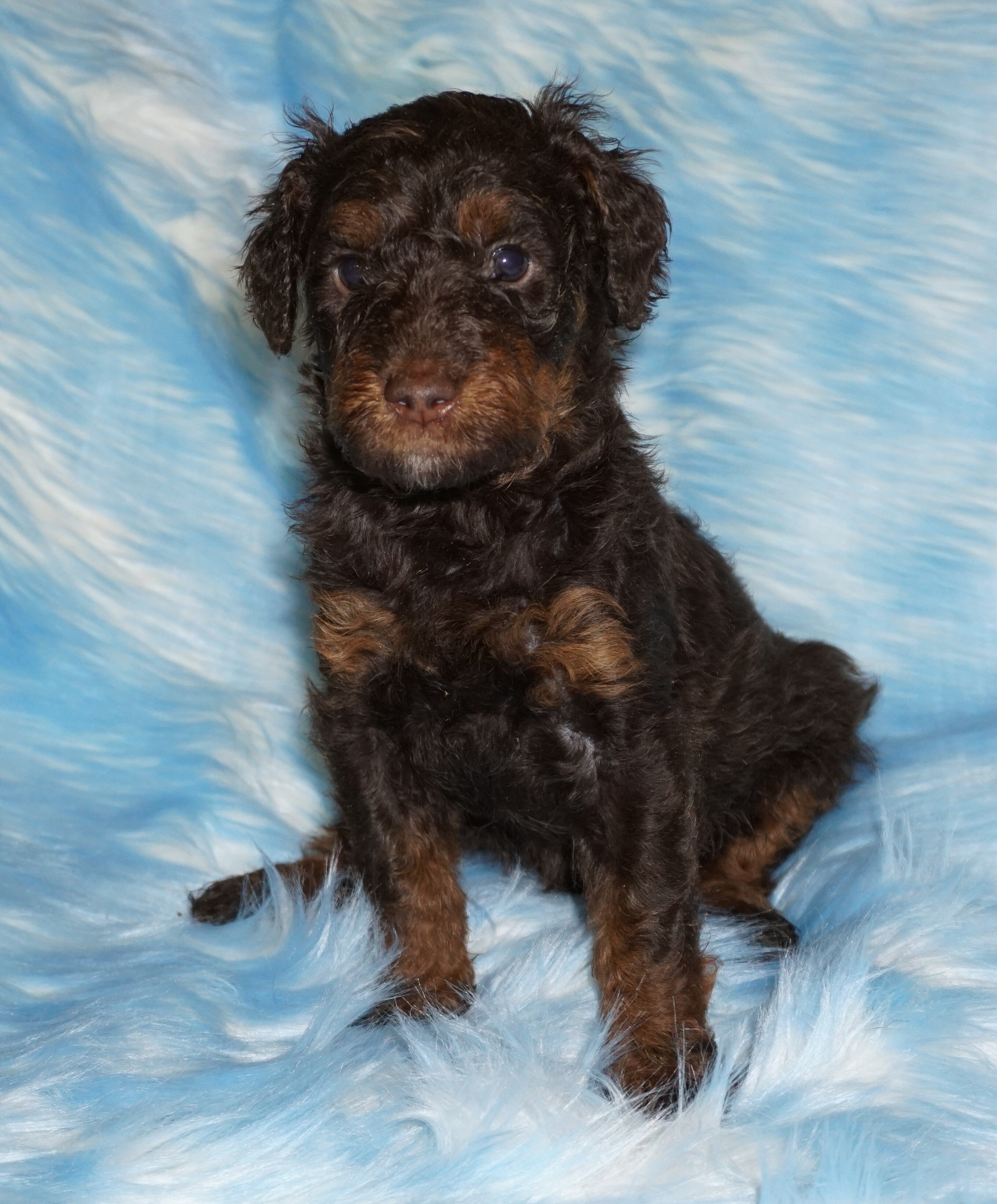 phantom, chocolate, apricot medium labradoodle ckc image 1