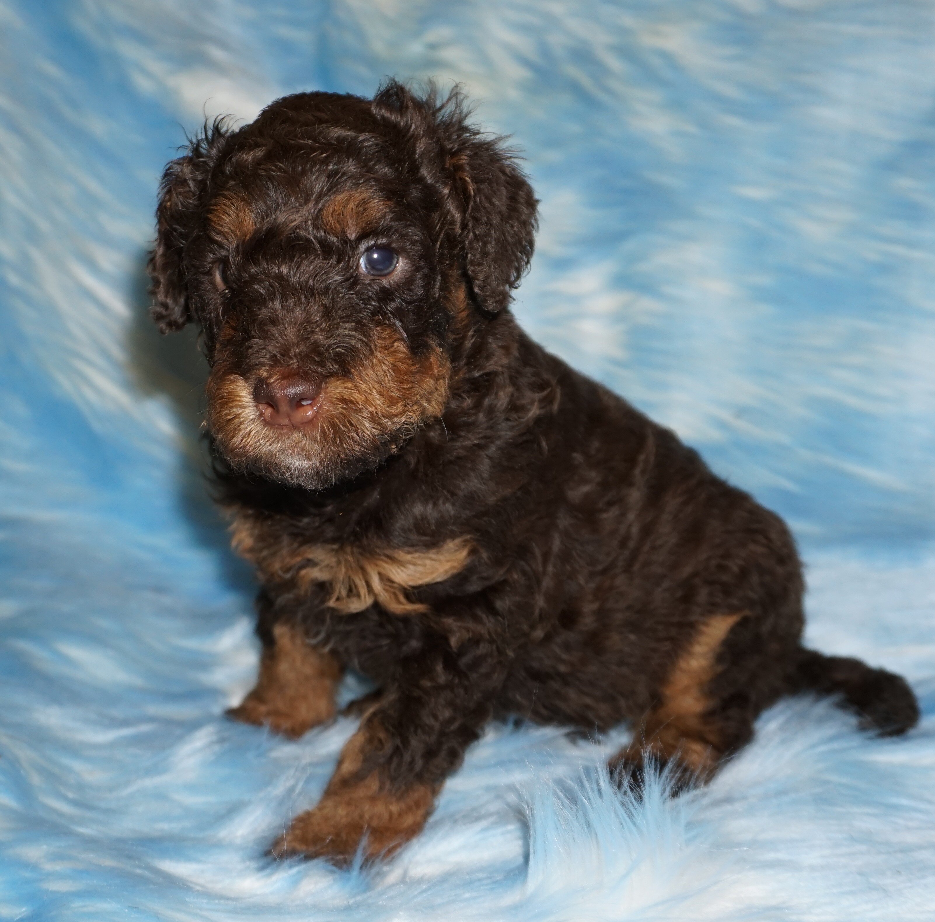 phantom, chocolate, apricot medium labradoodle ckc image 6
