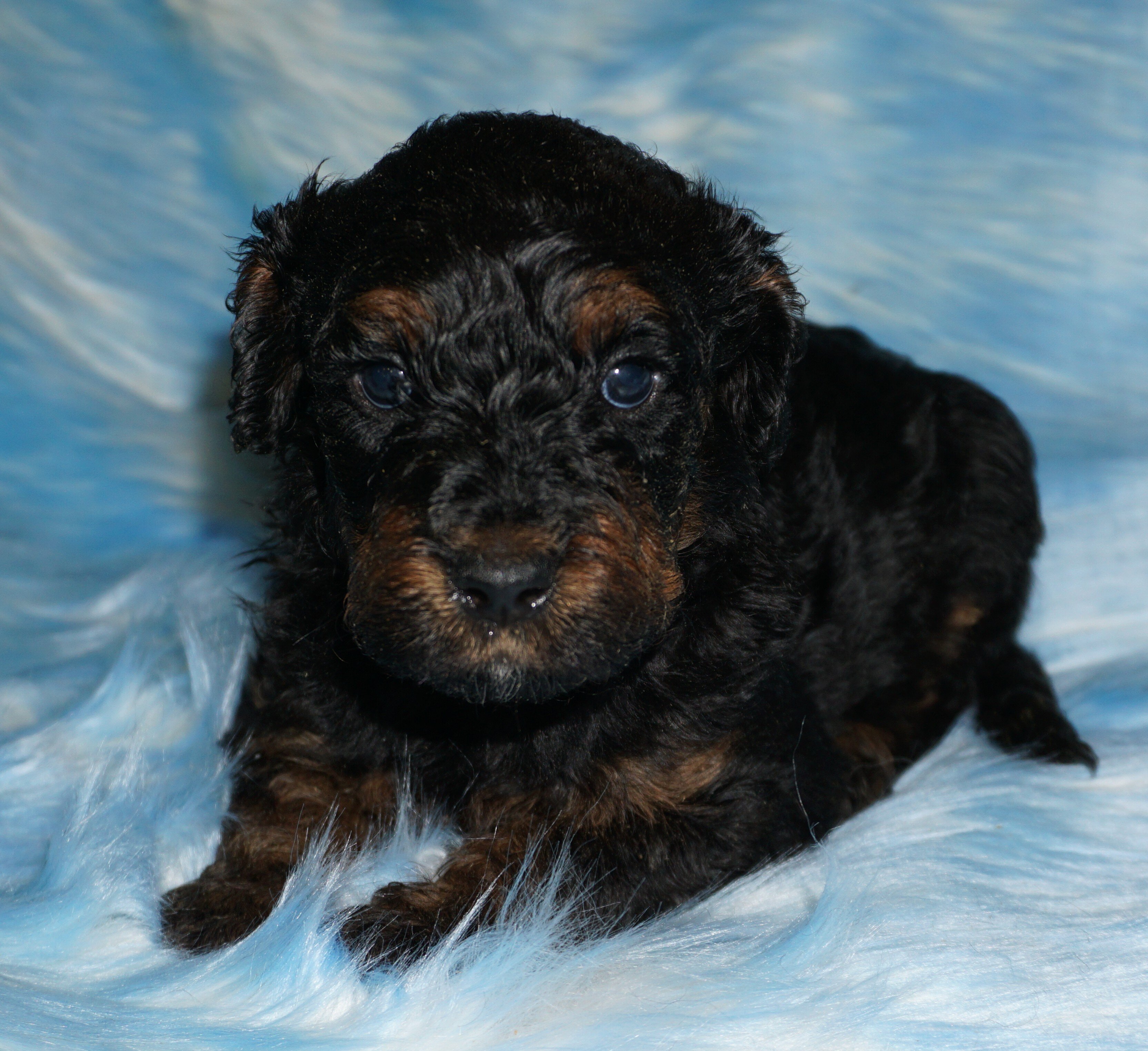 phantom, chocolate, apricot medium labradoodle ckc image 2