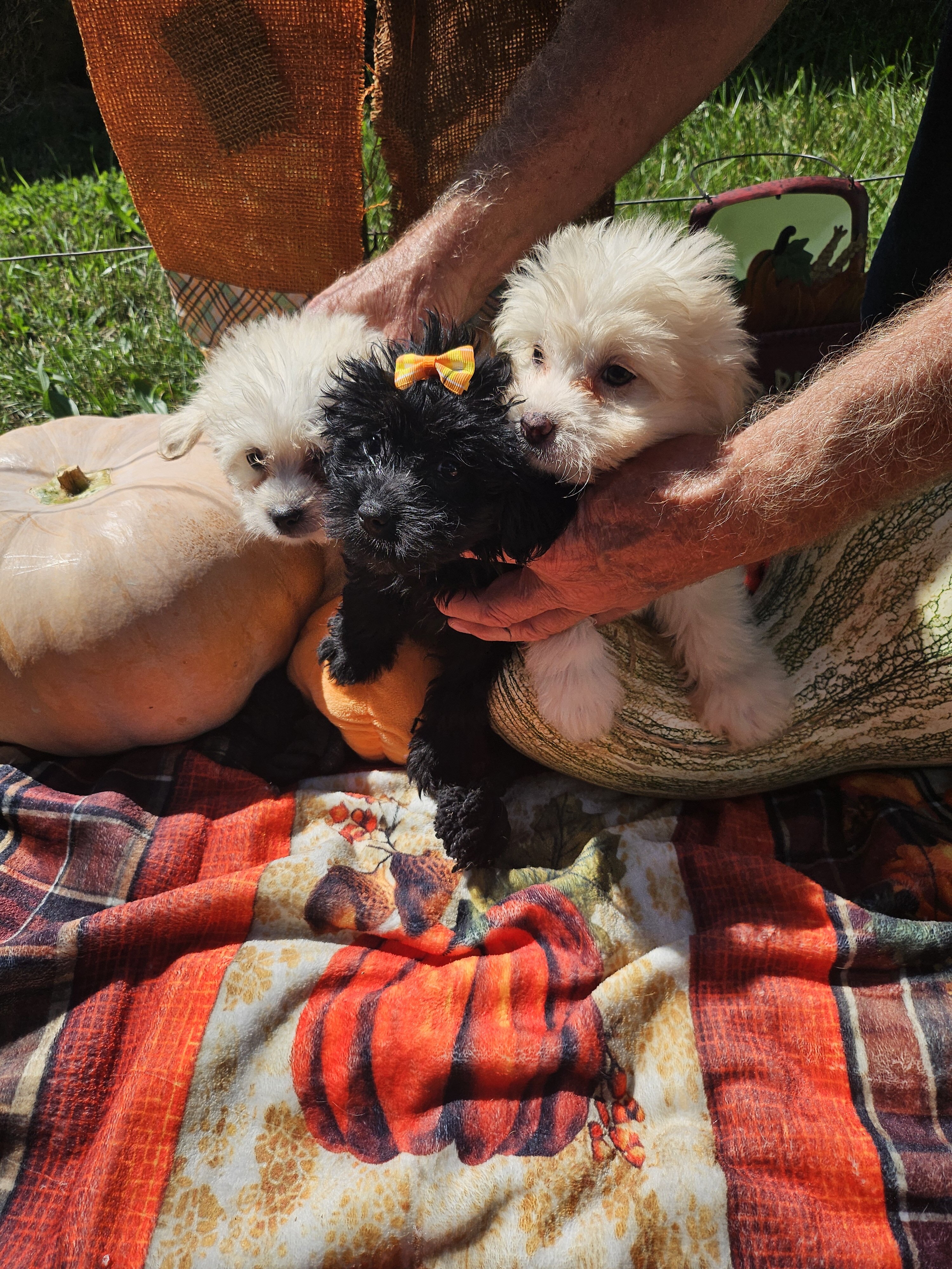 Pomapoo puppies image 1