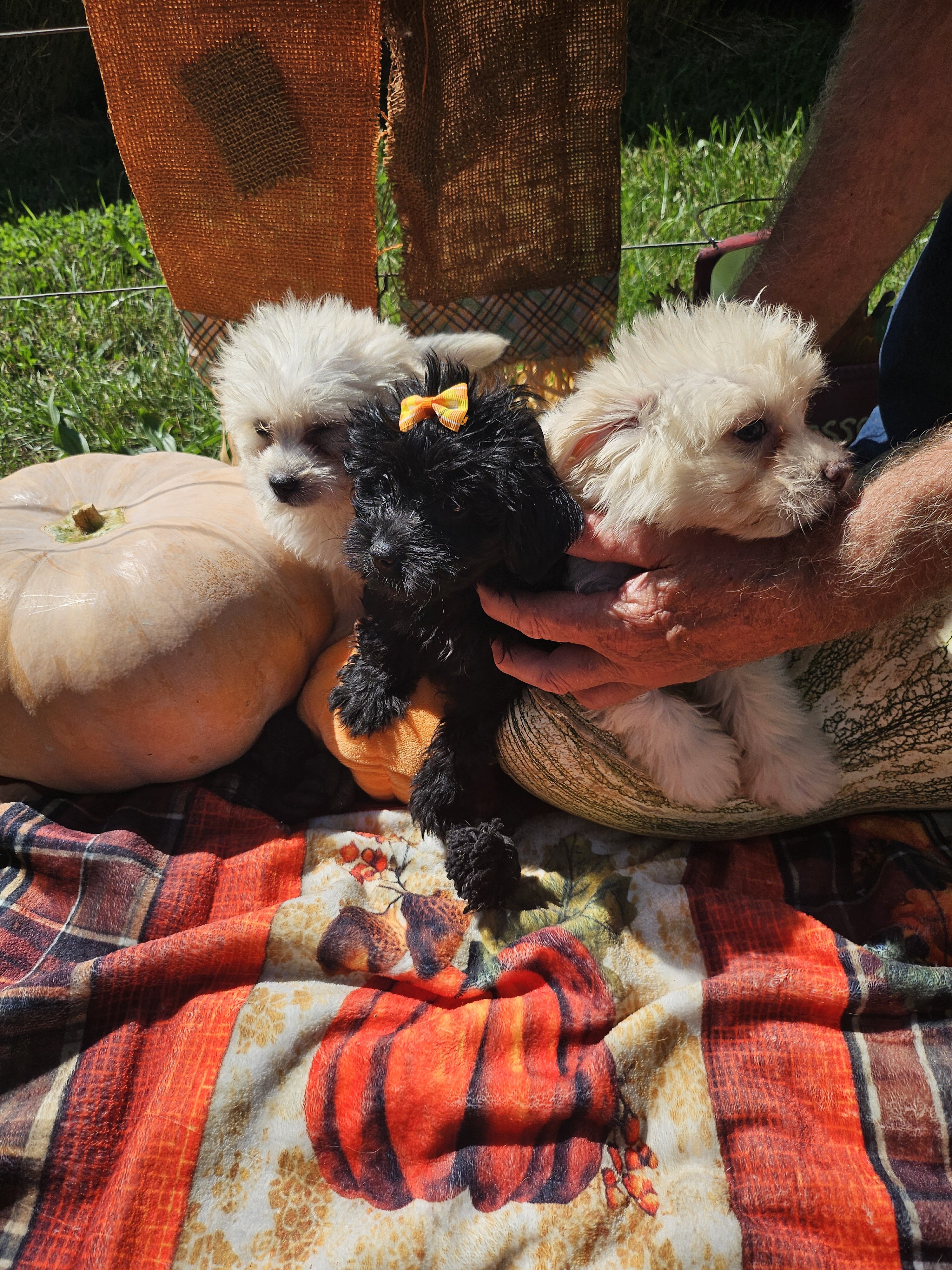 Pomapoo puppies image 2