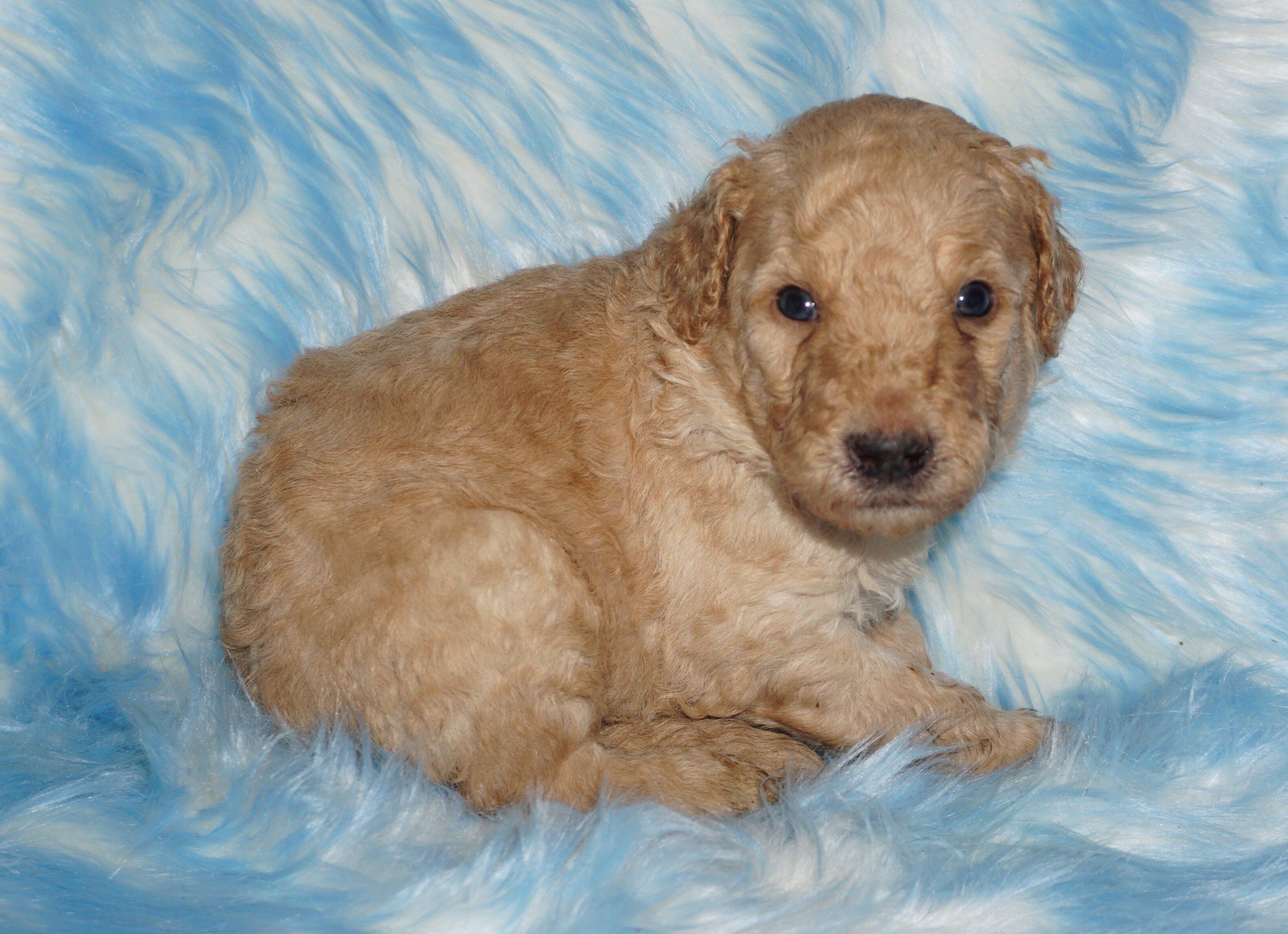 standard ckc registered labradoodles image 1