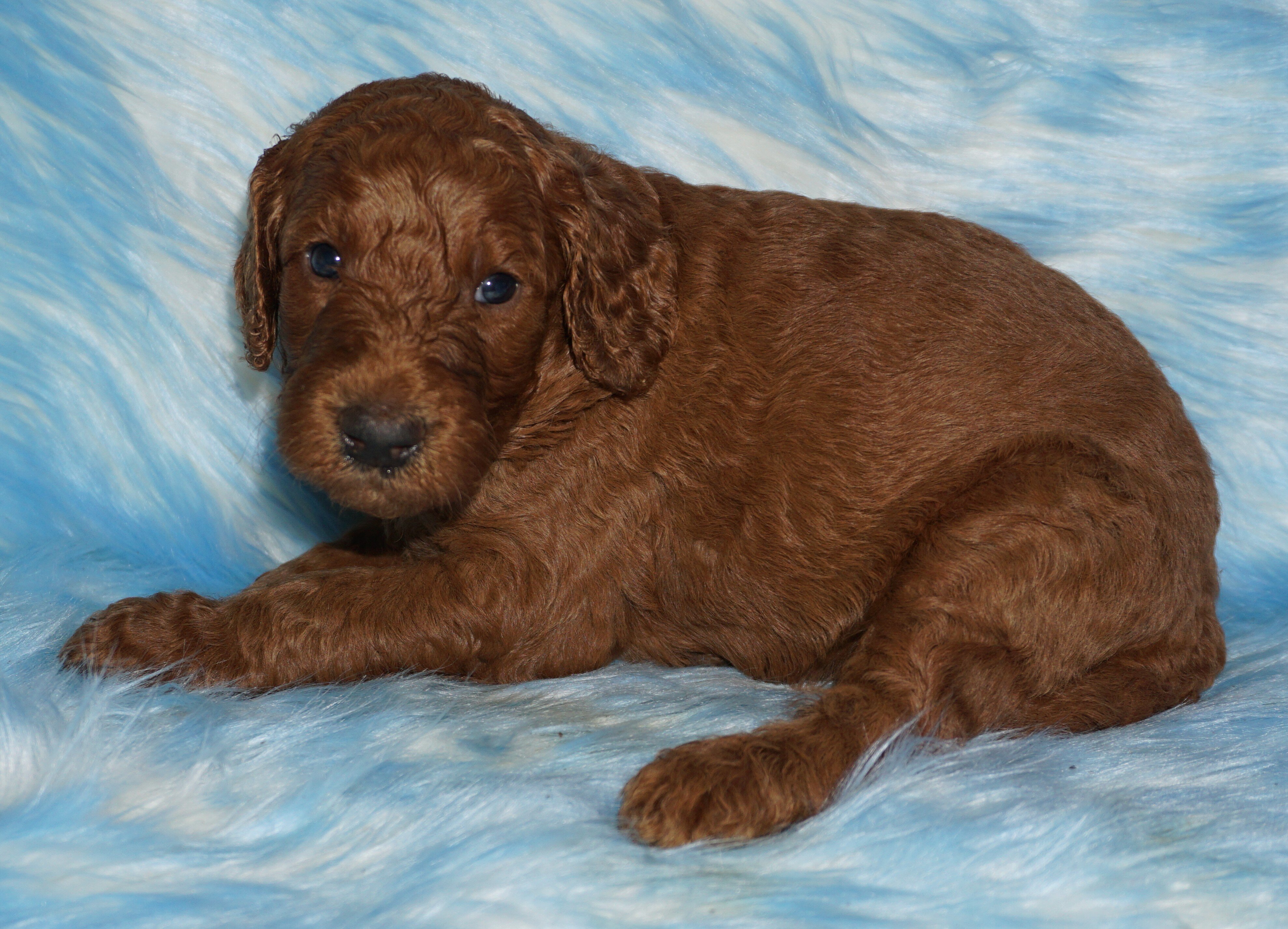 standard ckc registered labradoodles image 2