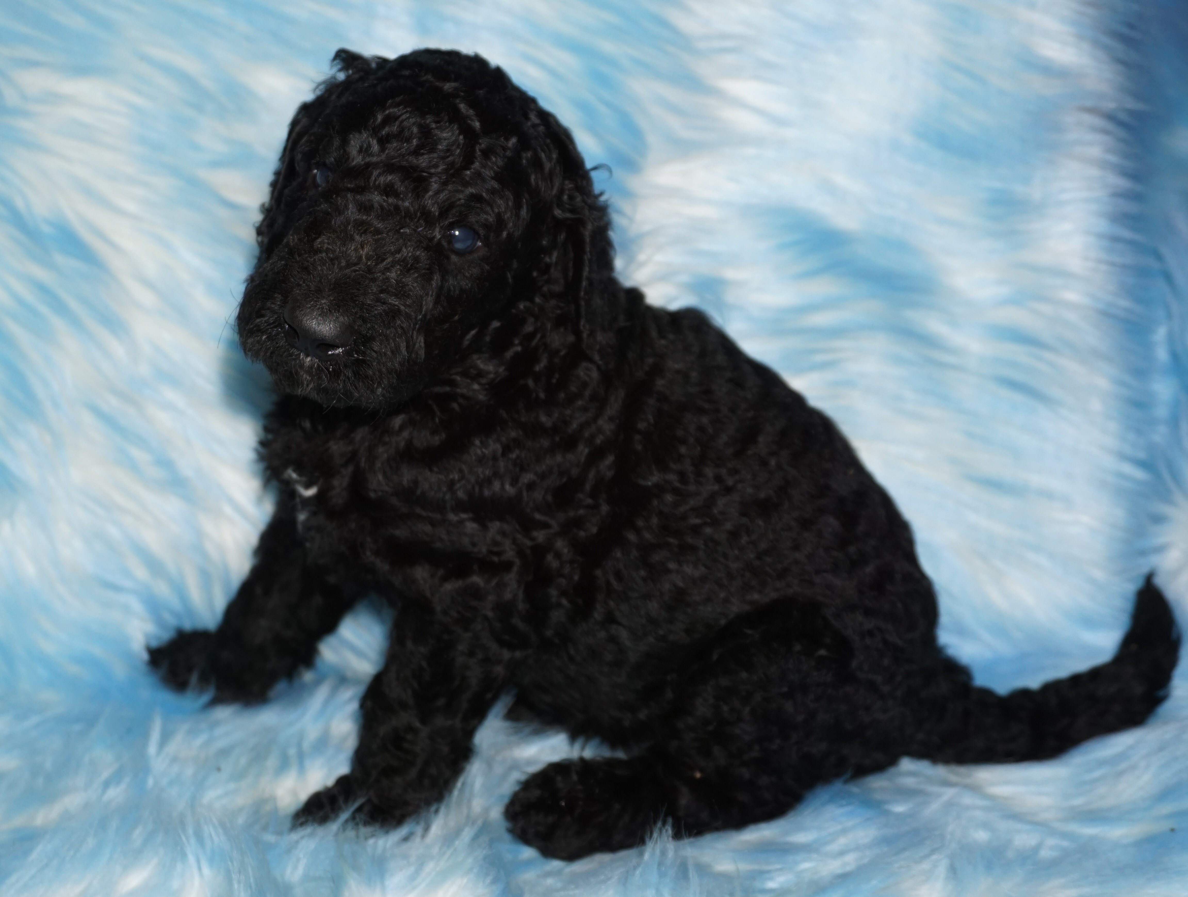 standard ckc registered labradoodles image 3