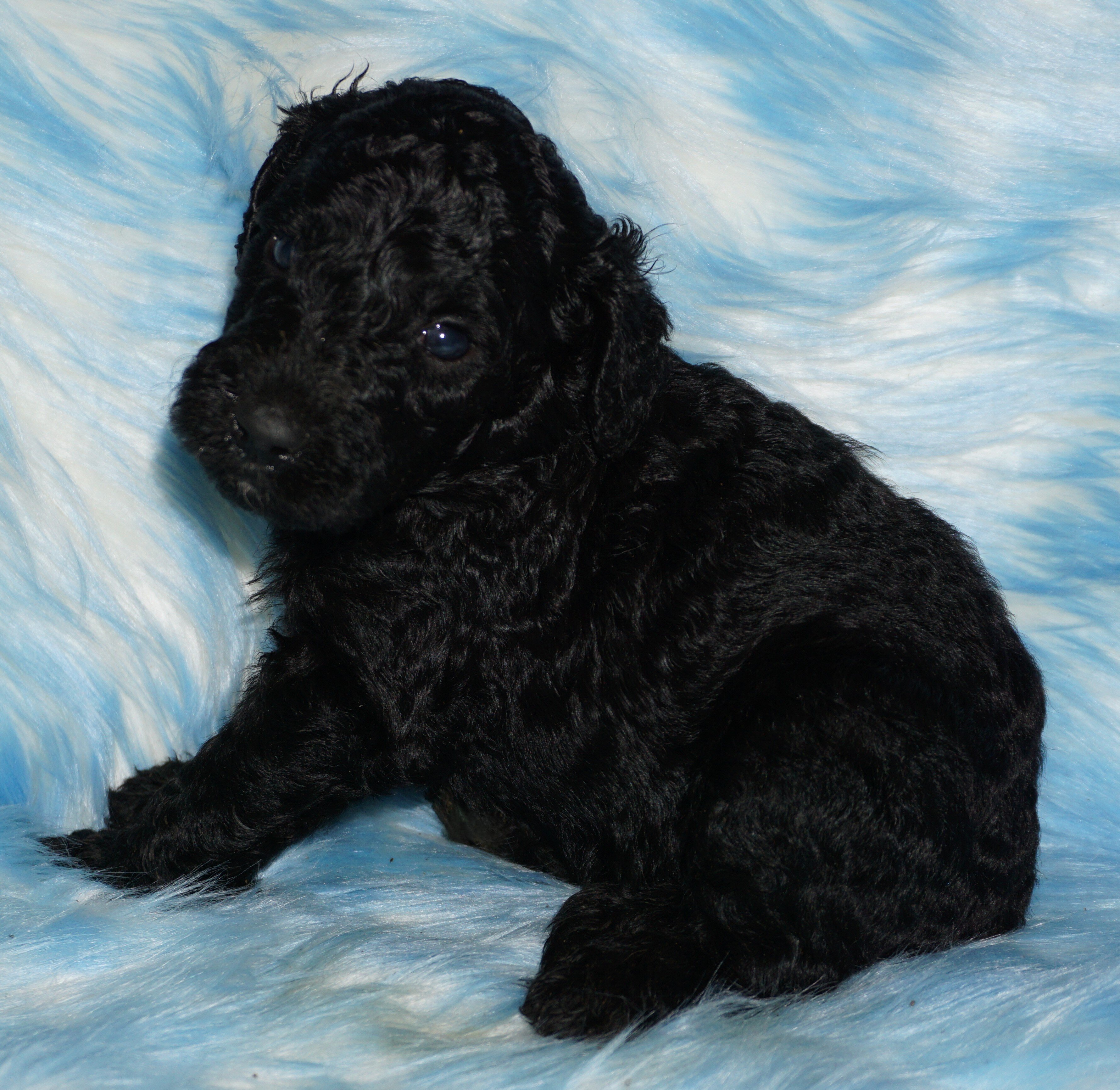 standard ckc registered labradoodles image 4
