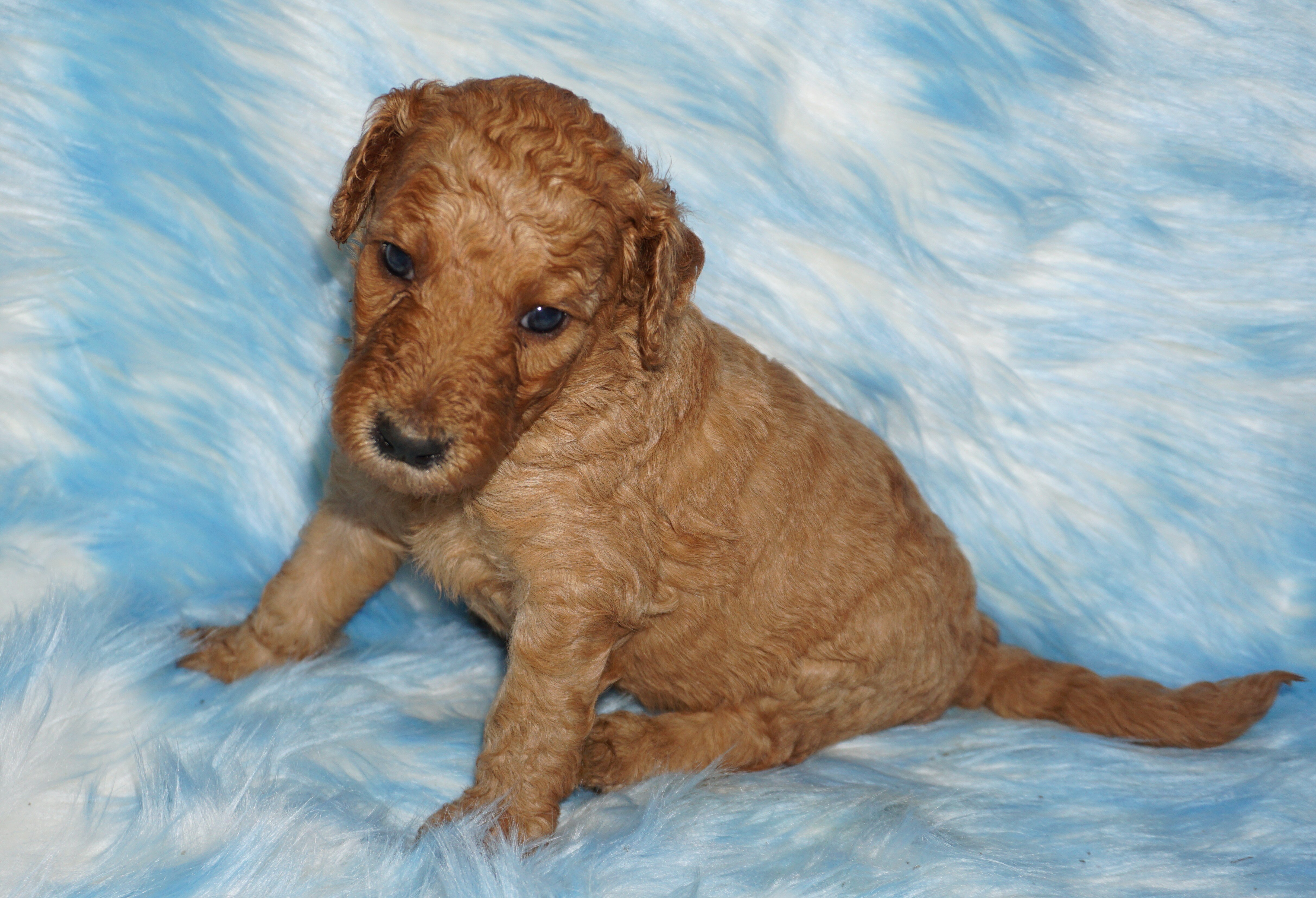 standard ckc registered labradoodles image 5