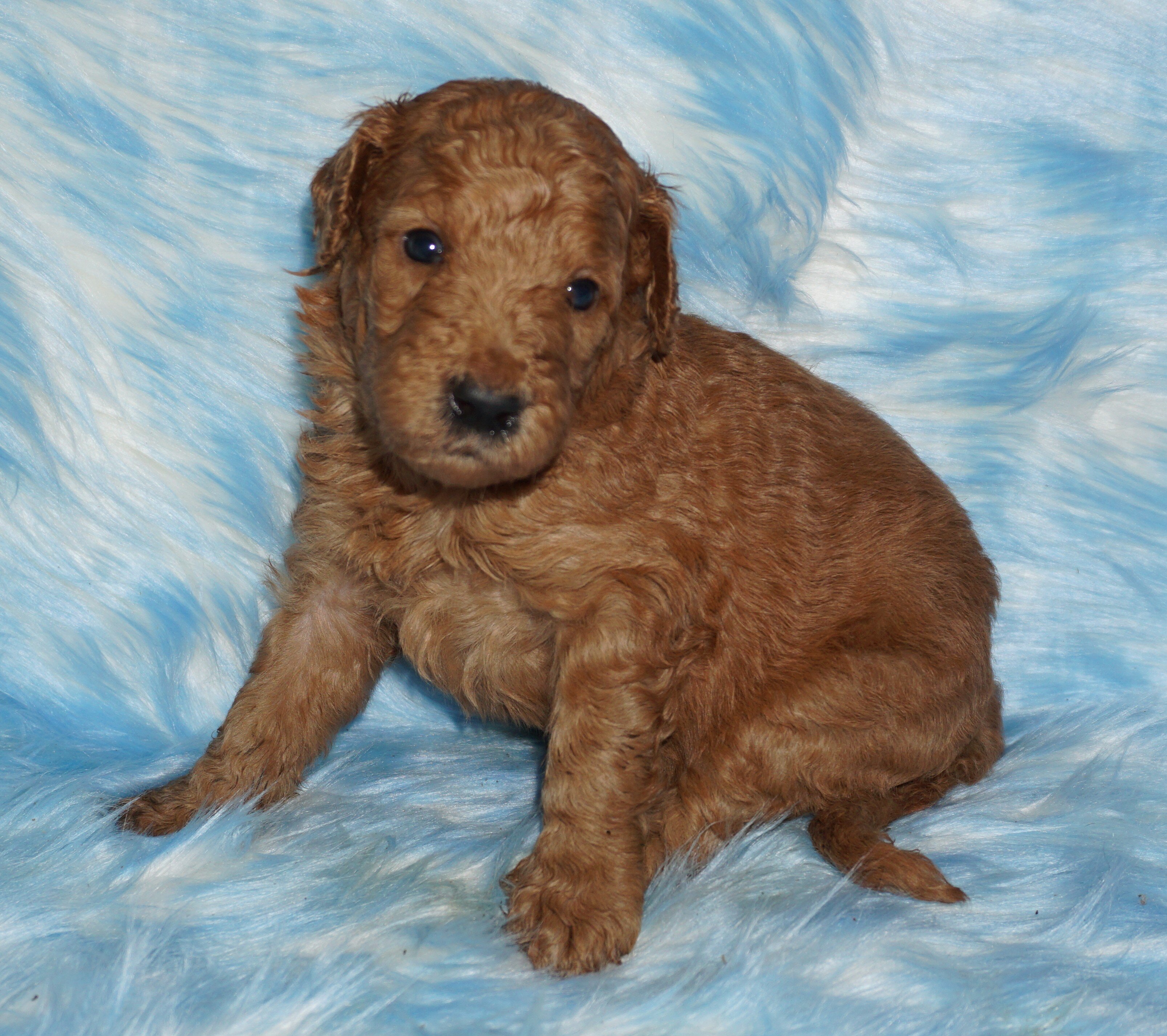 standard ckc registered labradoodles image 6