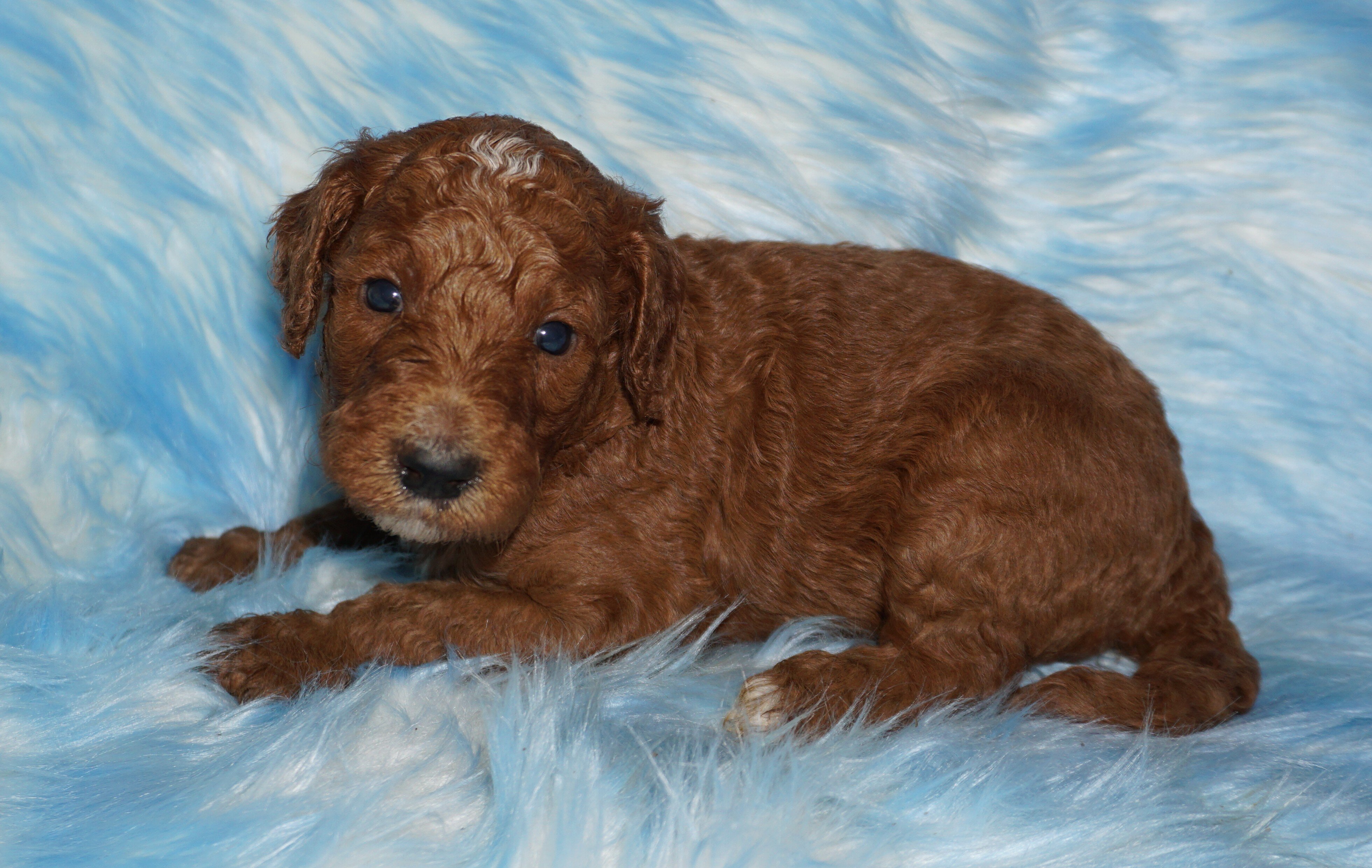 standard ckc registered labradoodles image 7