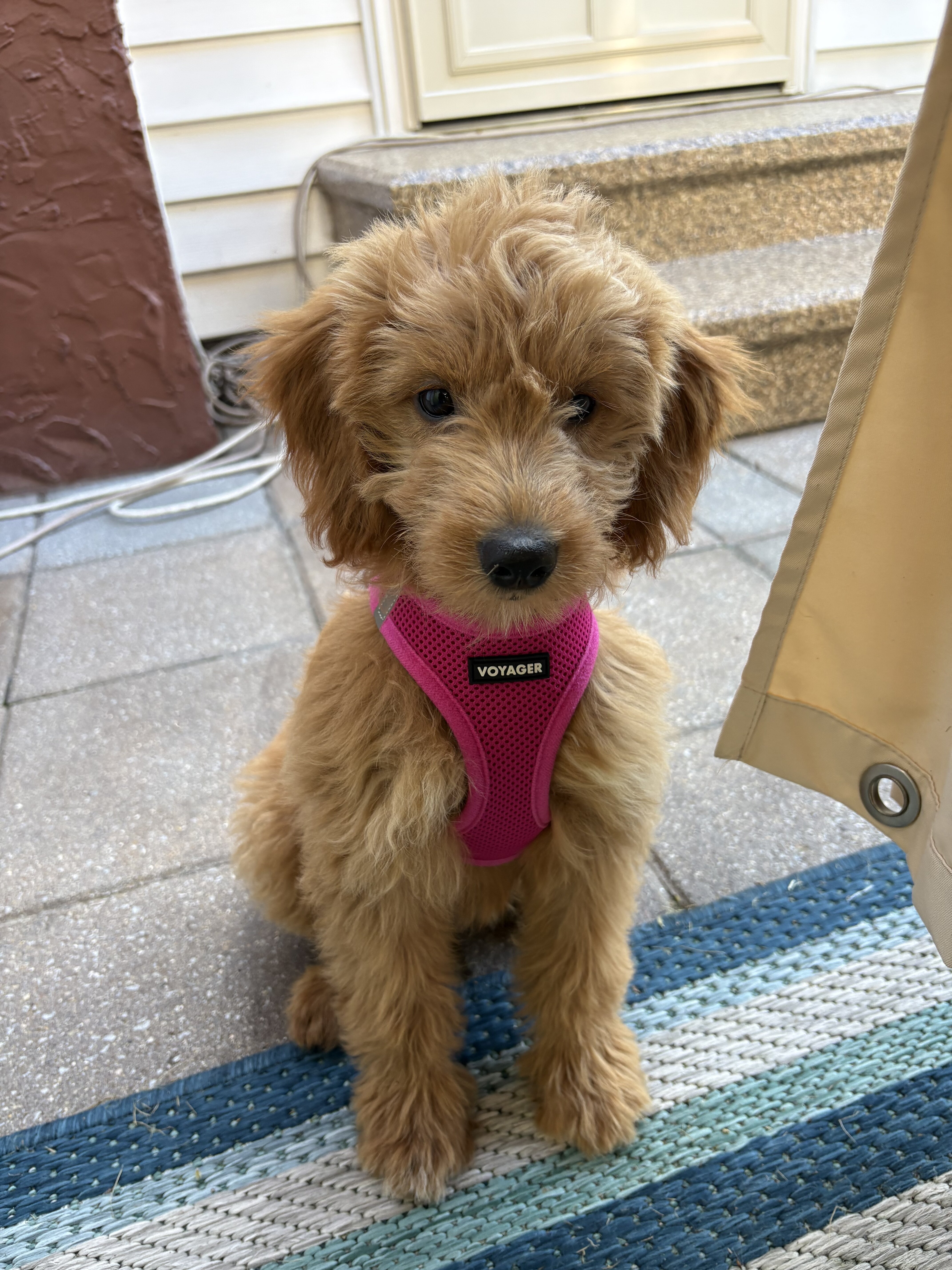 12 weeks old F1 female Mini Goldendoodle image 1