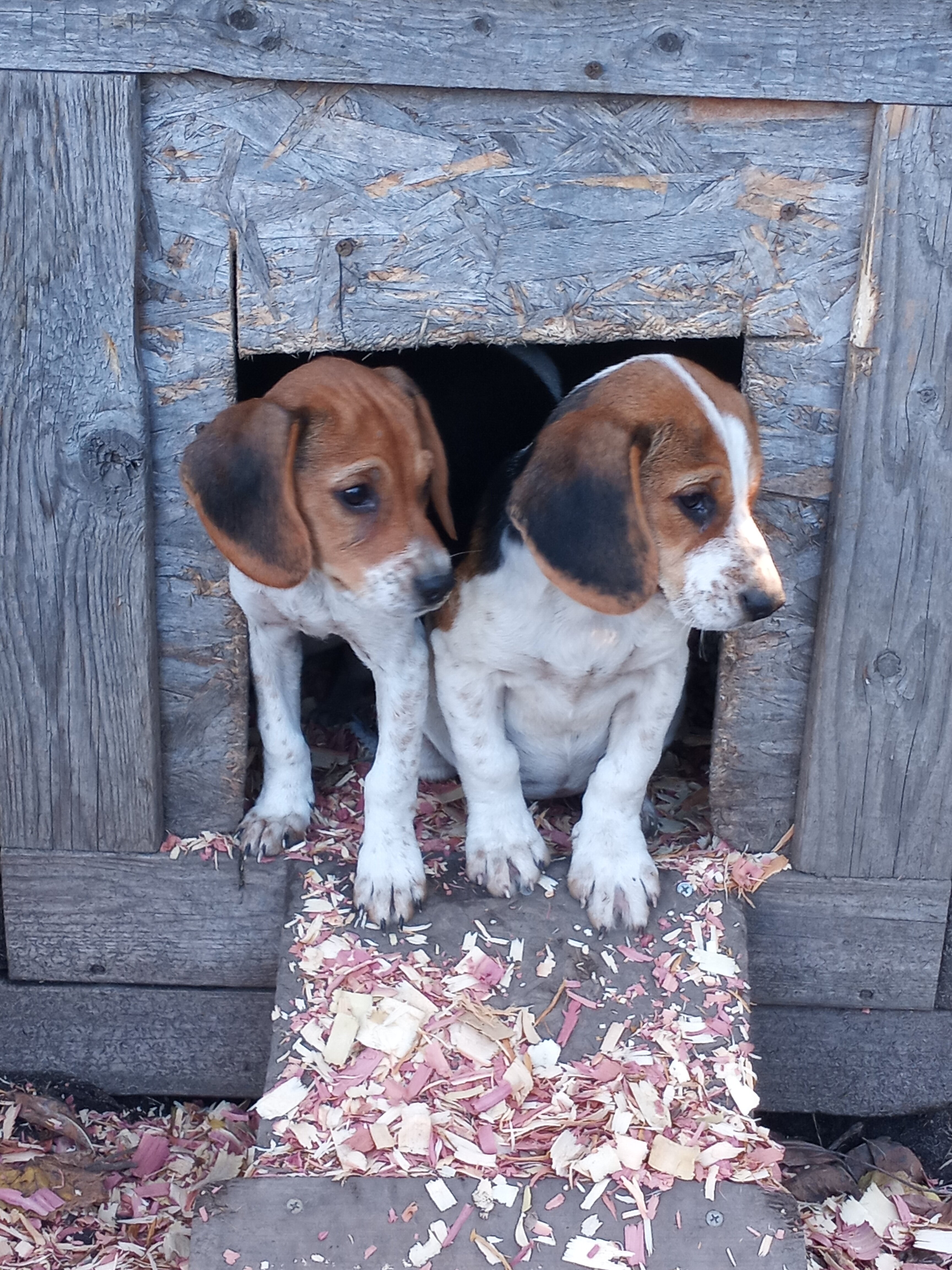 beagle pups bay city mi area pure 250.00 image 1