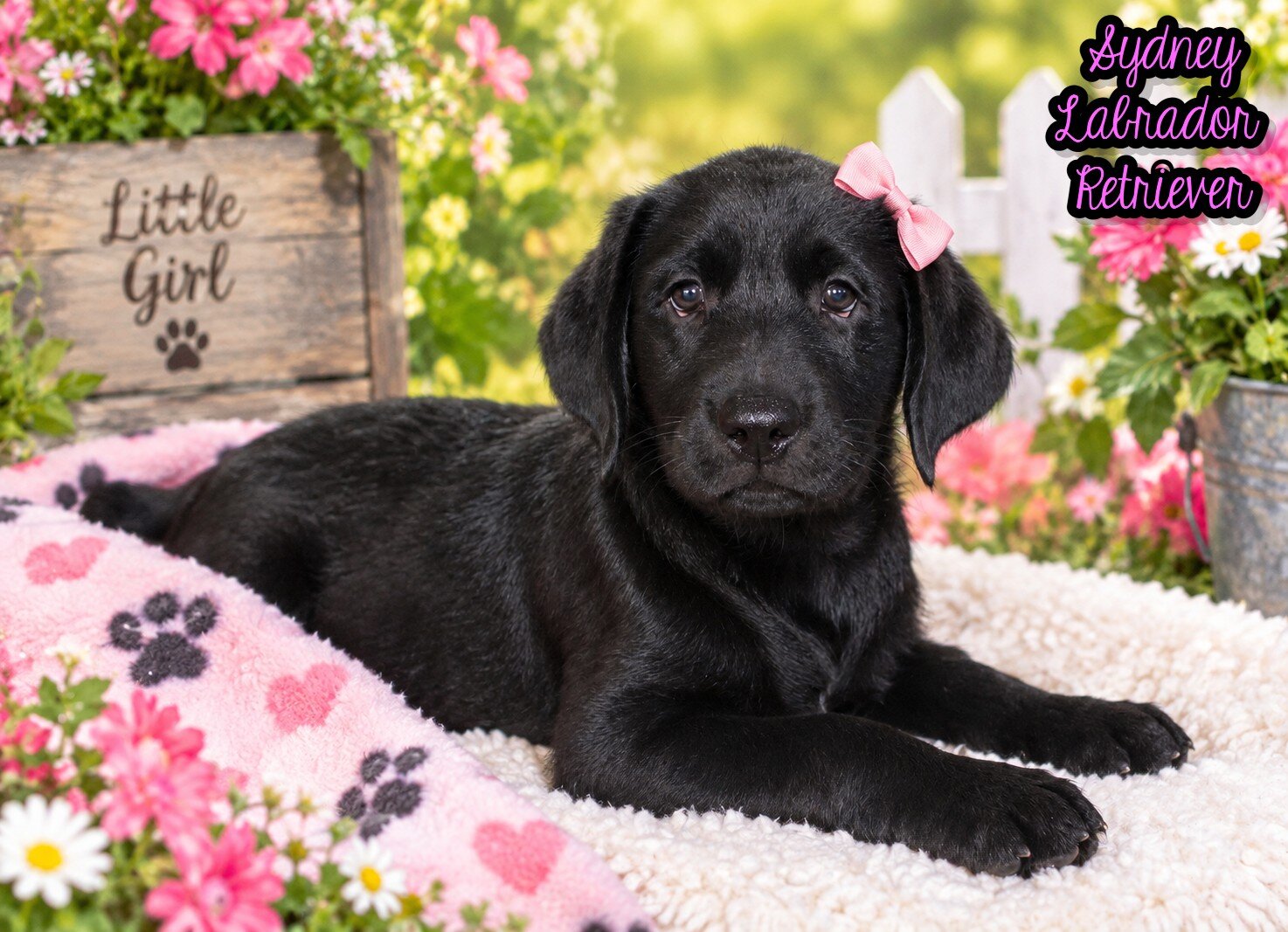 Sydney Female AKC Labrador Retriever image 1