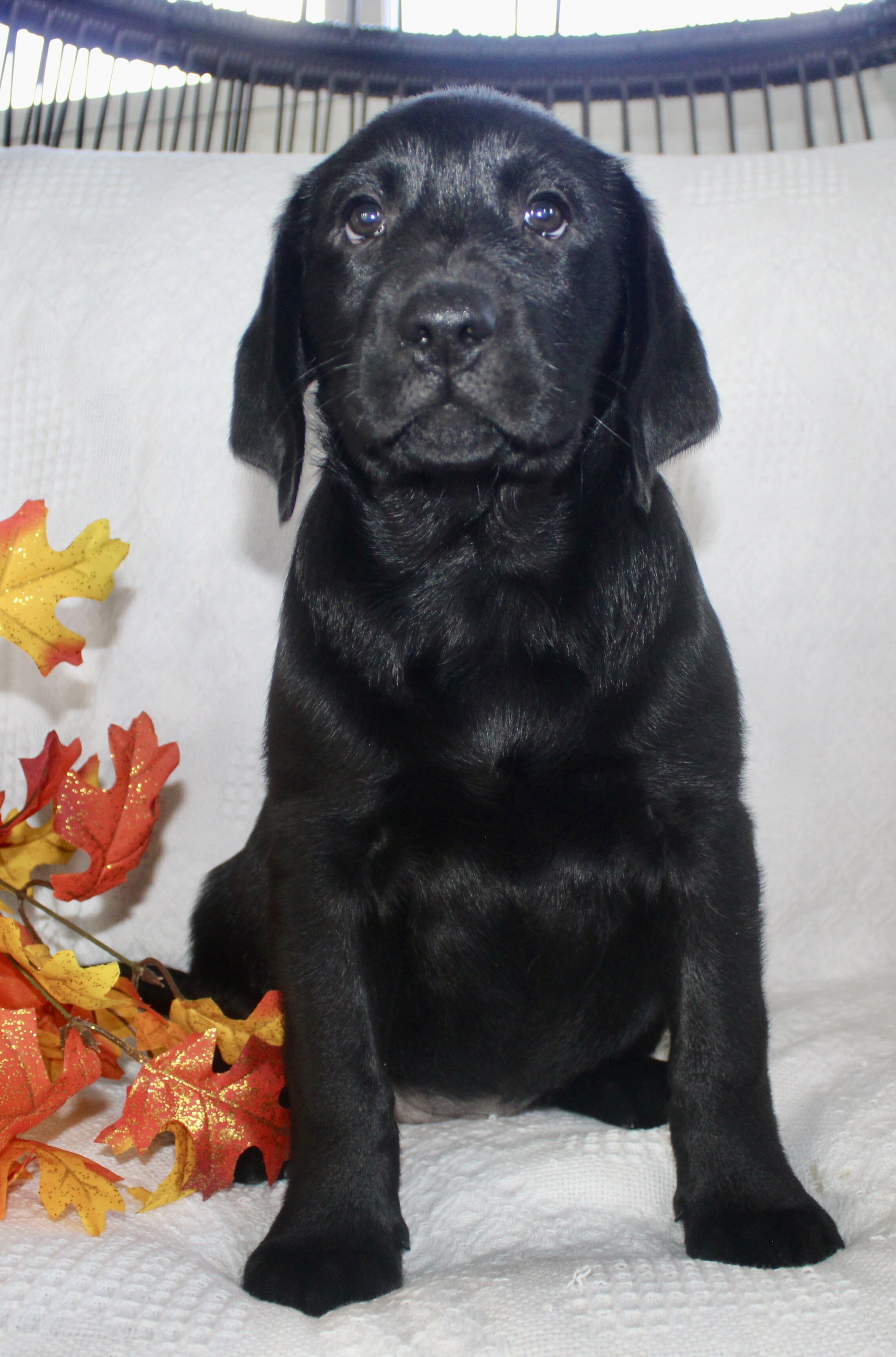 Sydney Female AKC Labrador Retriever image 4